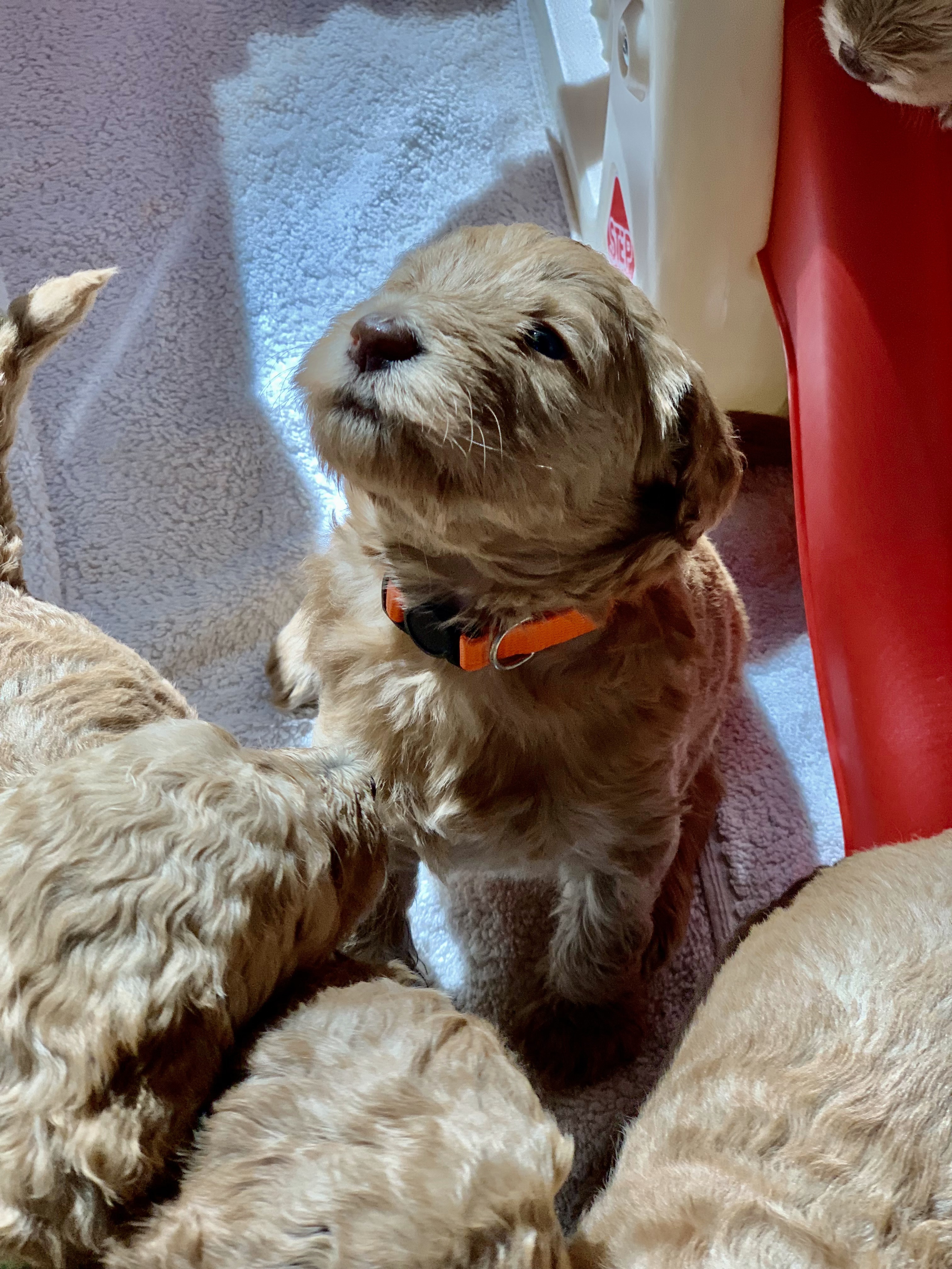 Nala, photo 7