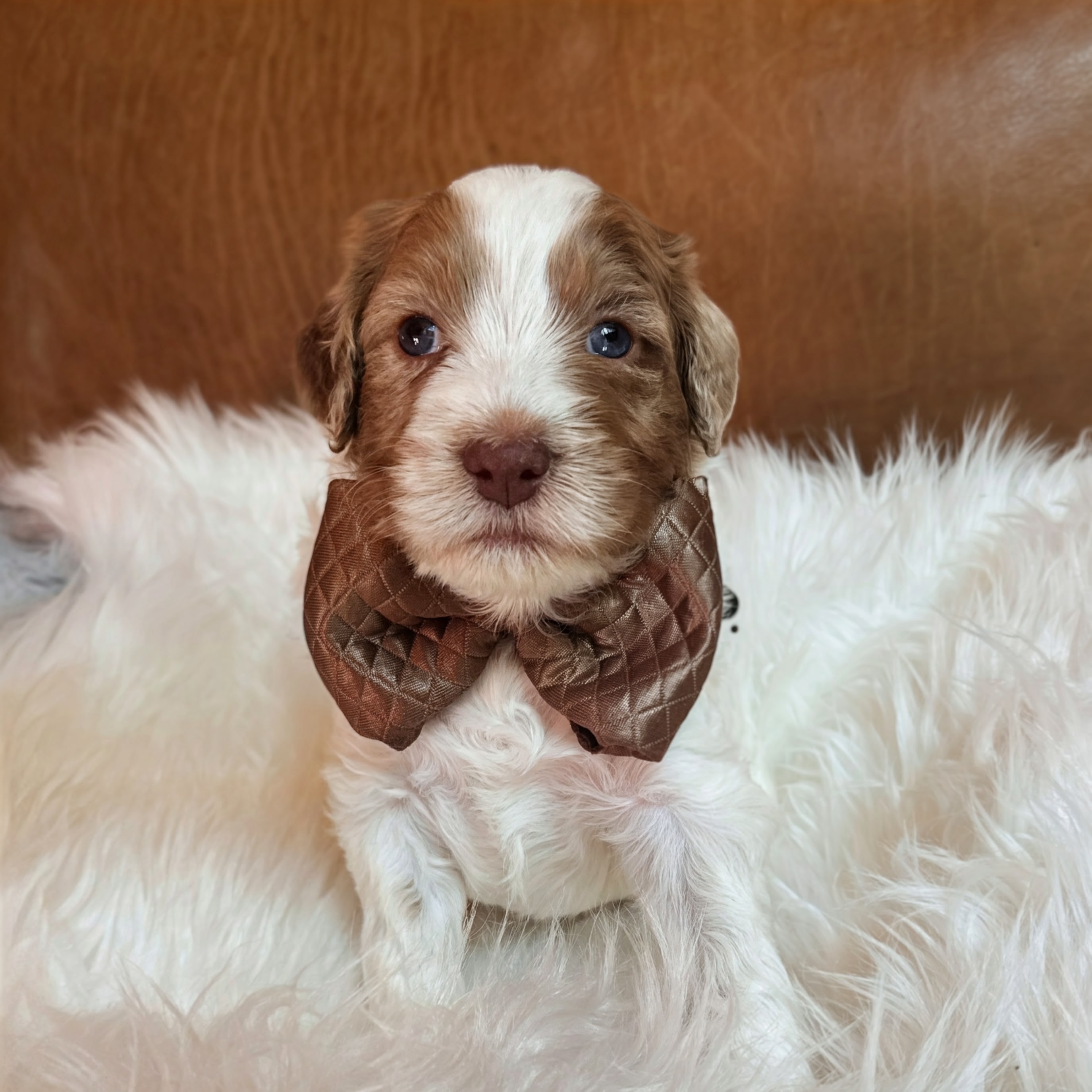 Sebastian, photo 3