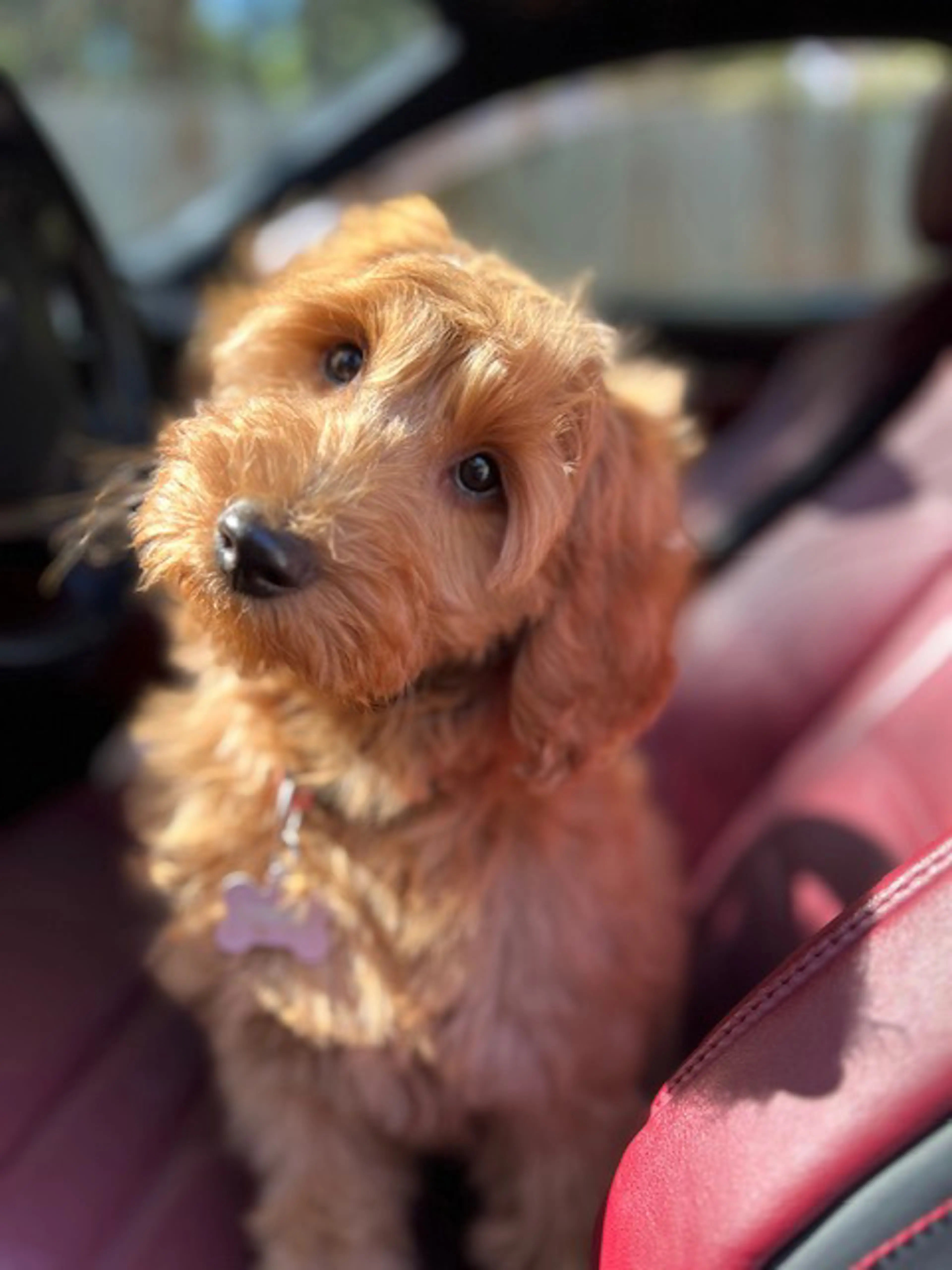 Piper