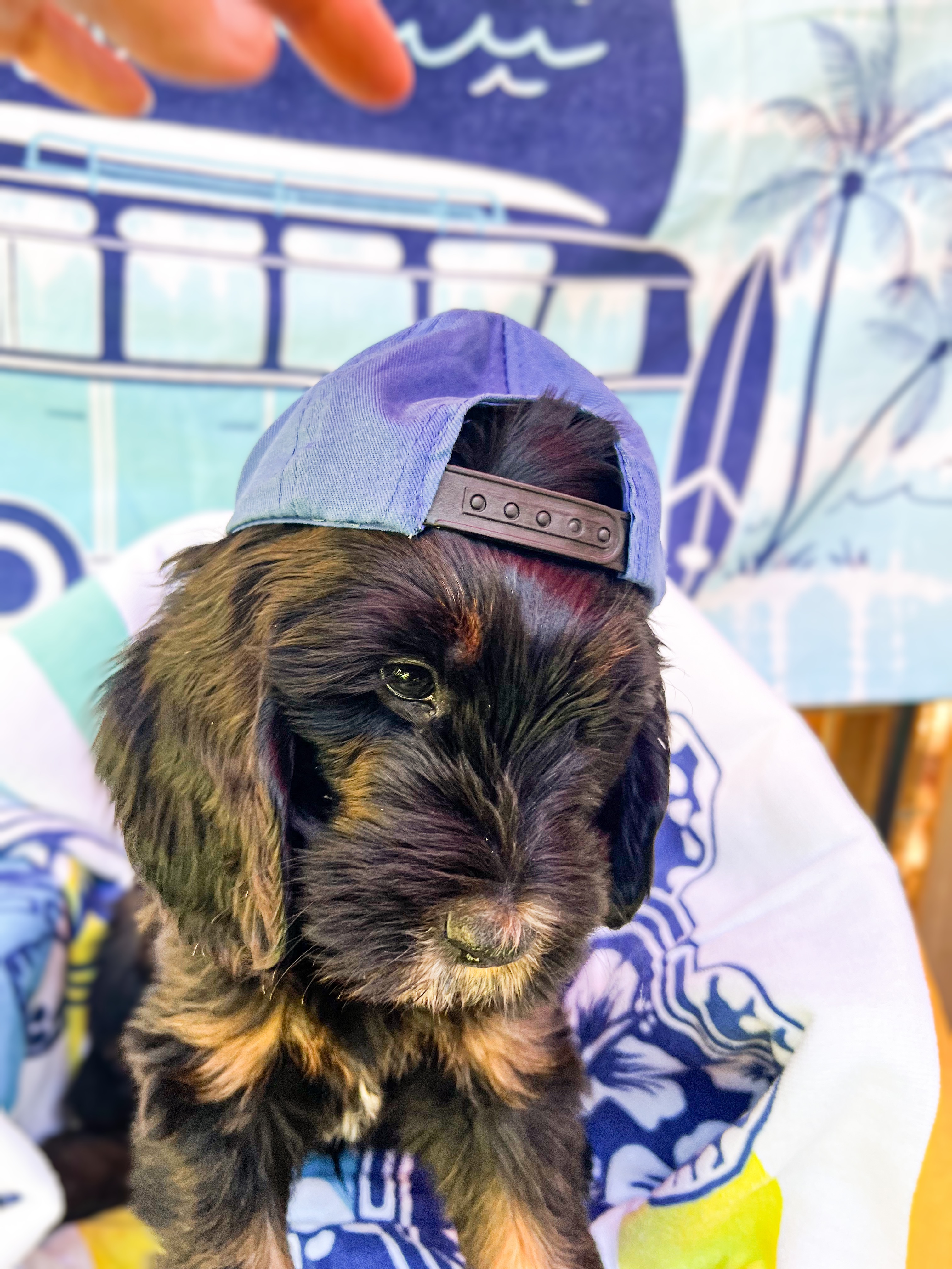Finn, photo 7