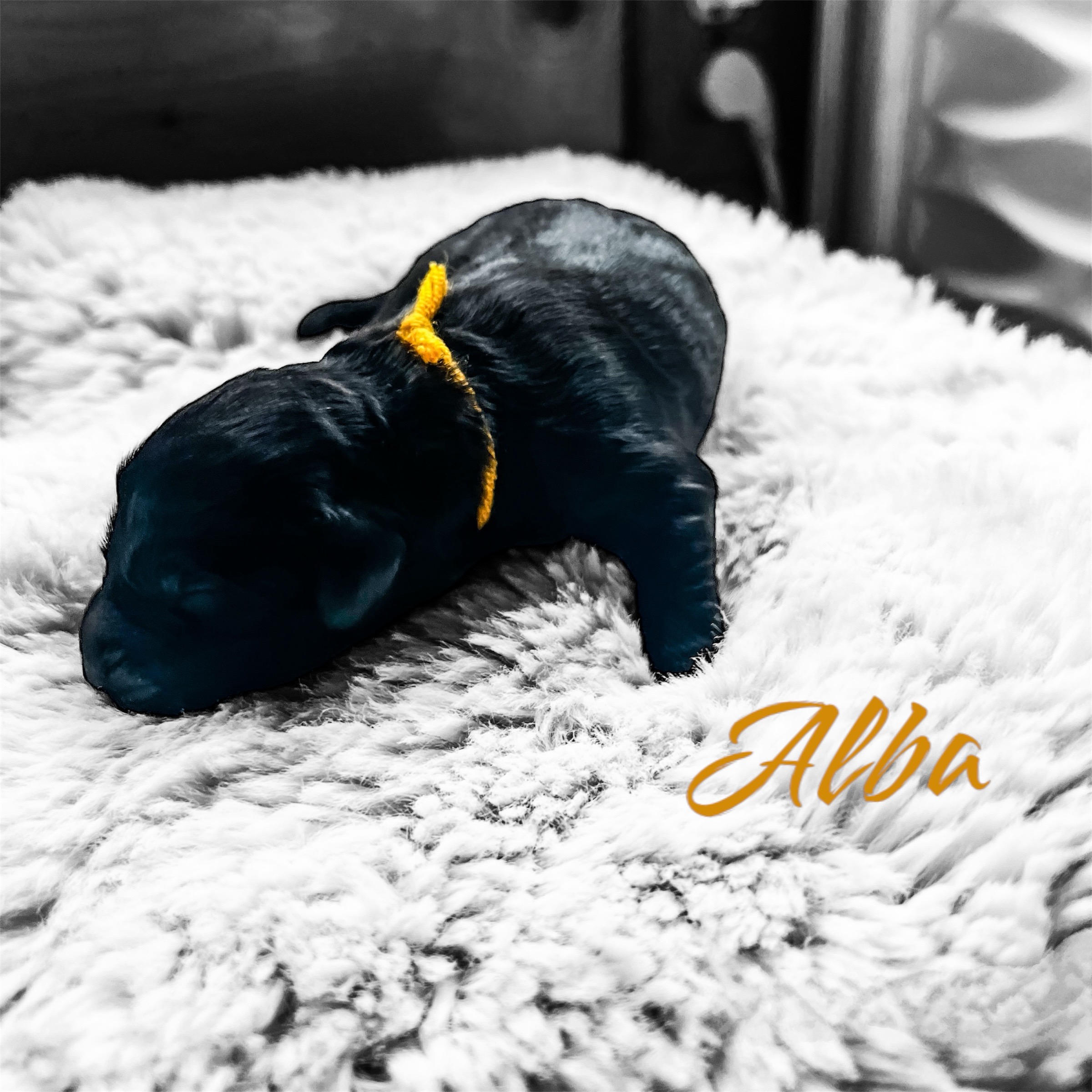 Alba, photo 4