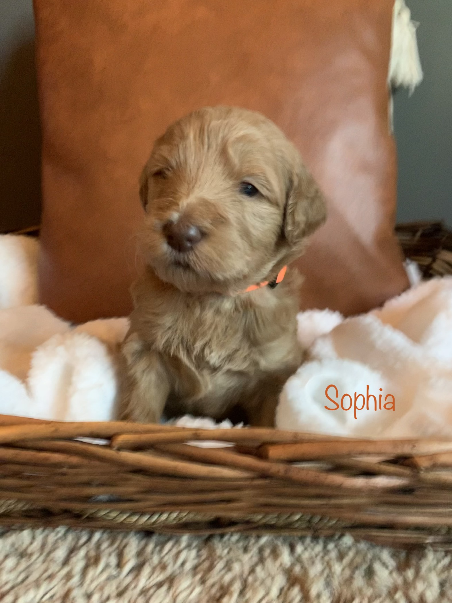 Zookie, photo 11