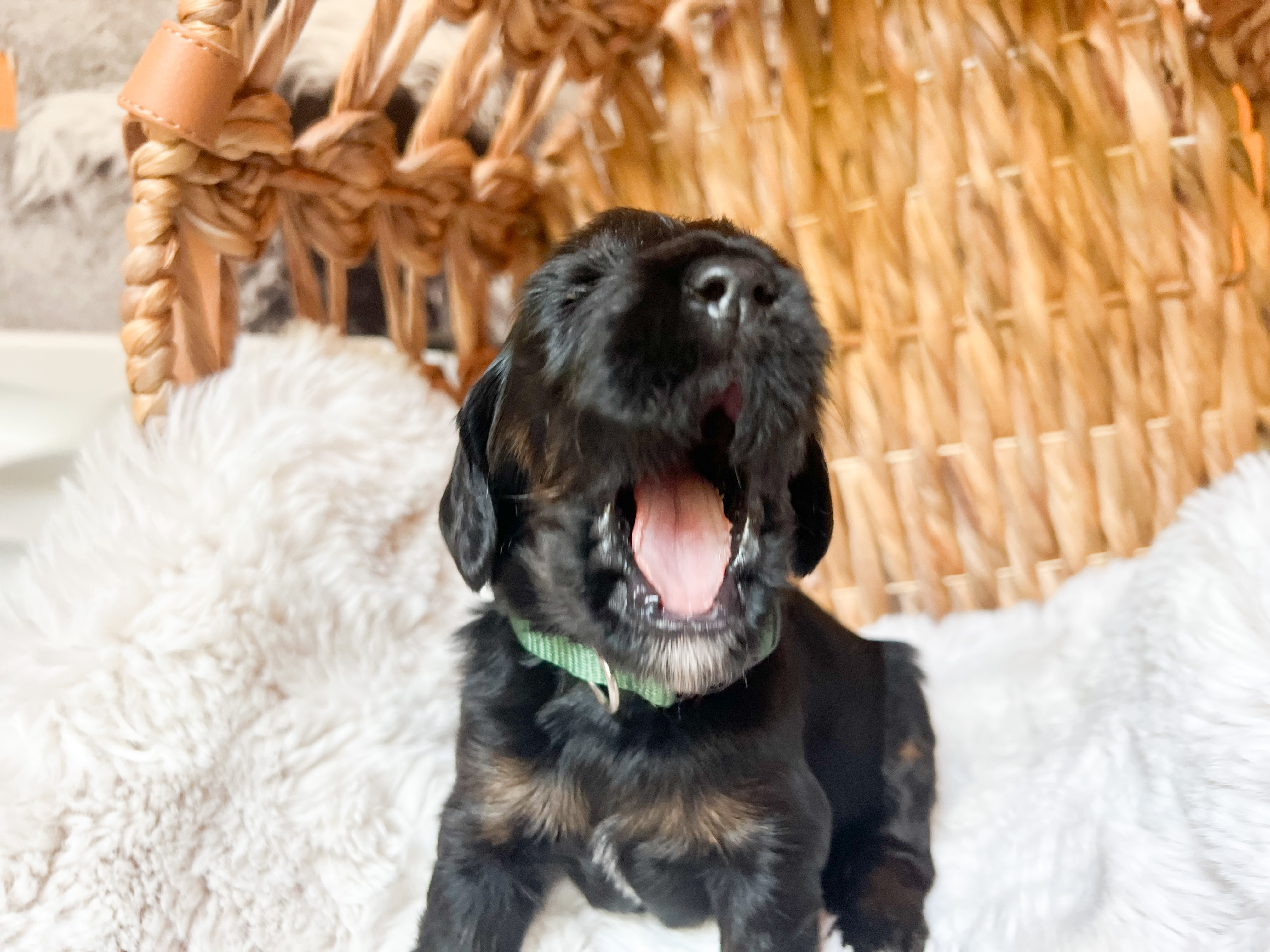 Finn, photo 4