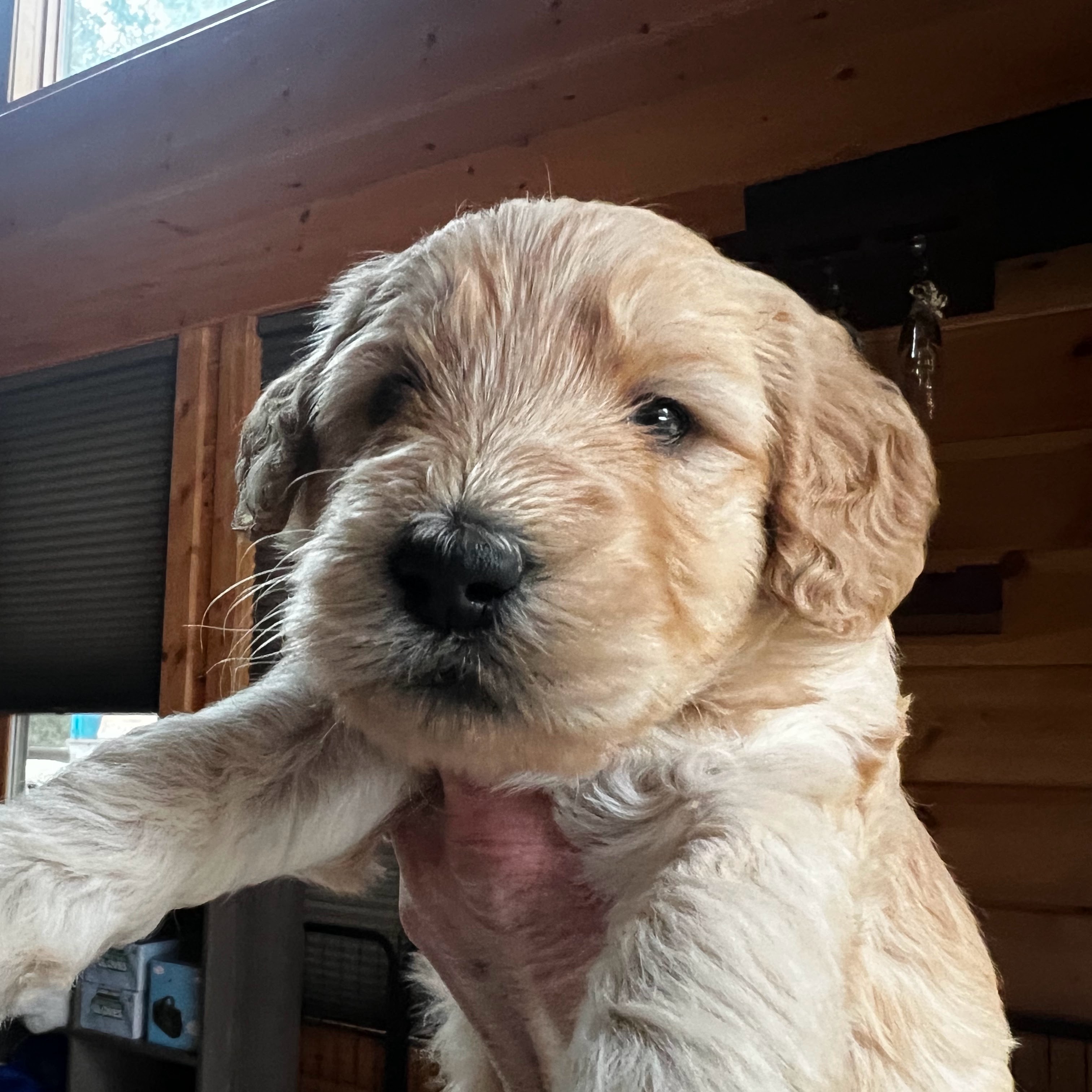 Rufus, photo 6