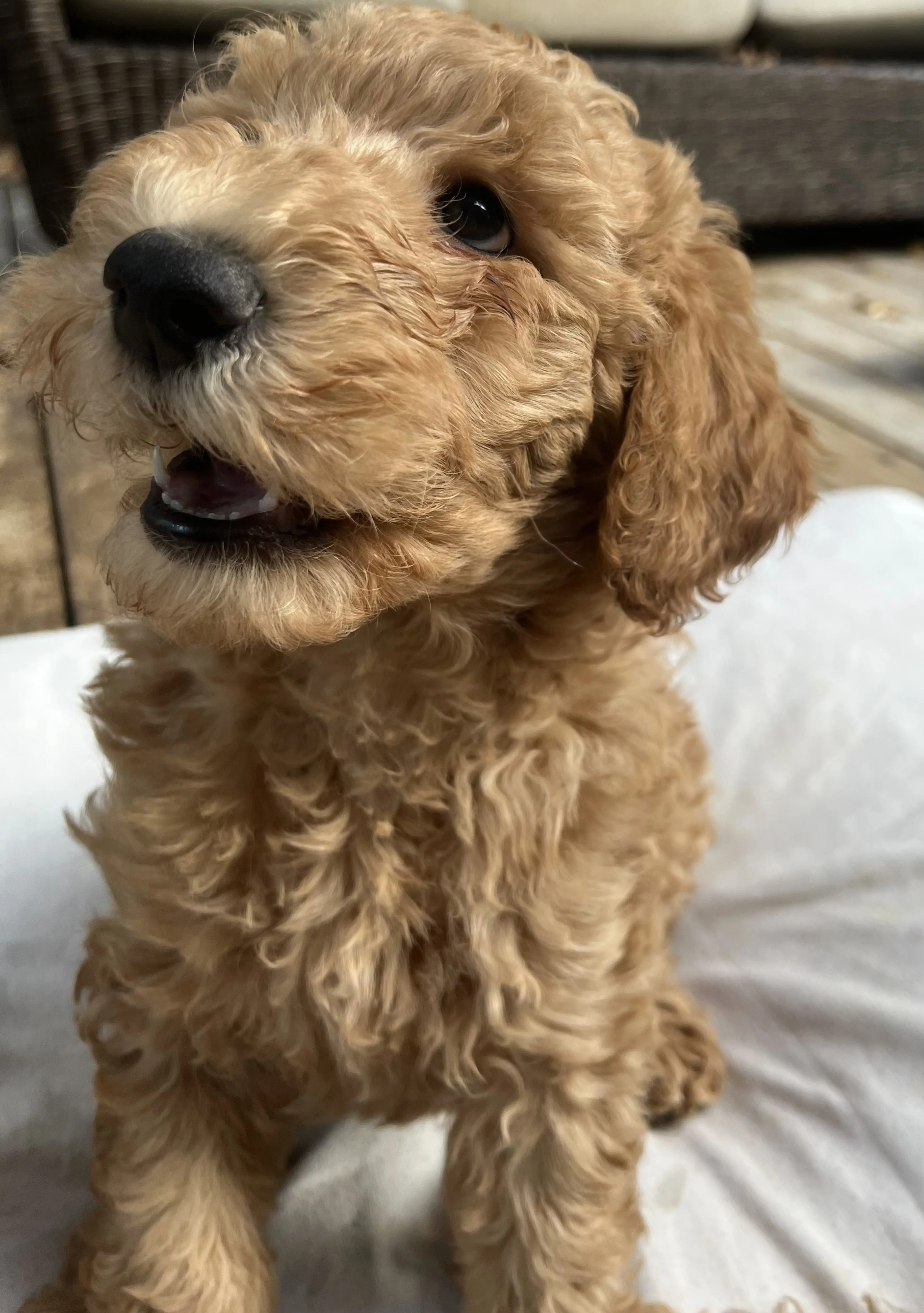 Murphy, photo 9