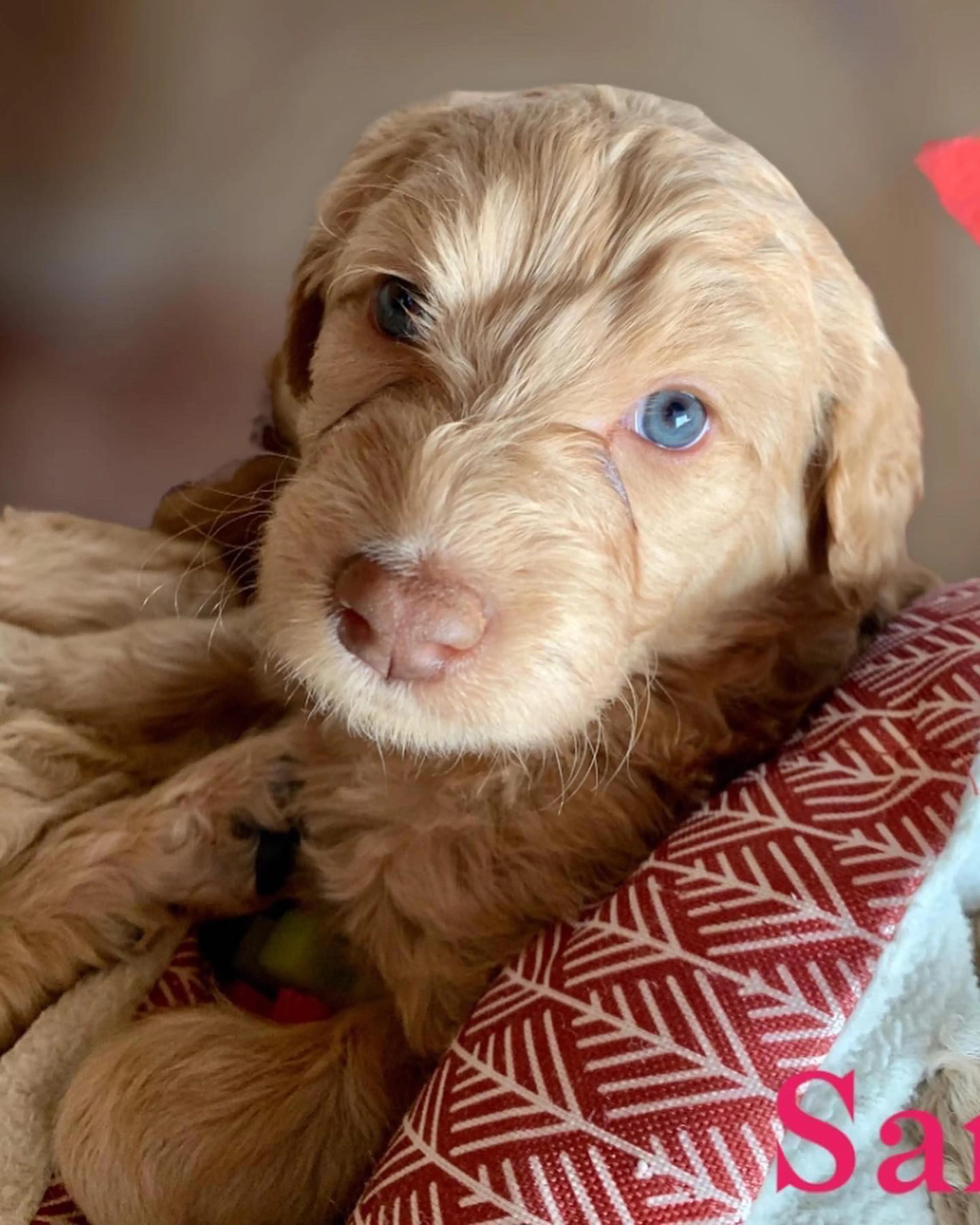 Zookie, photo 8