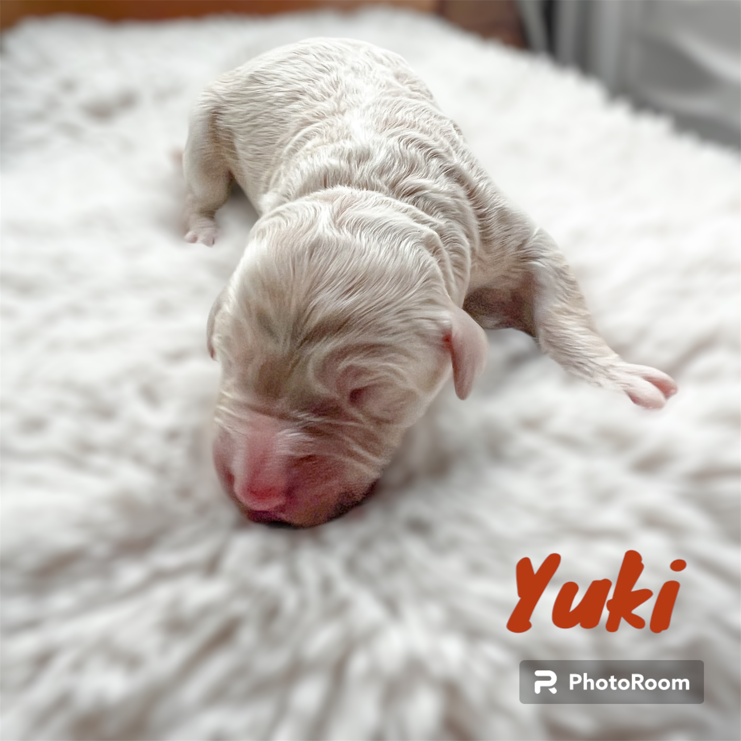 Yuki, photo 3