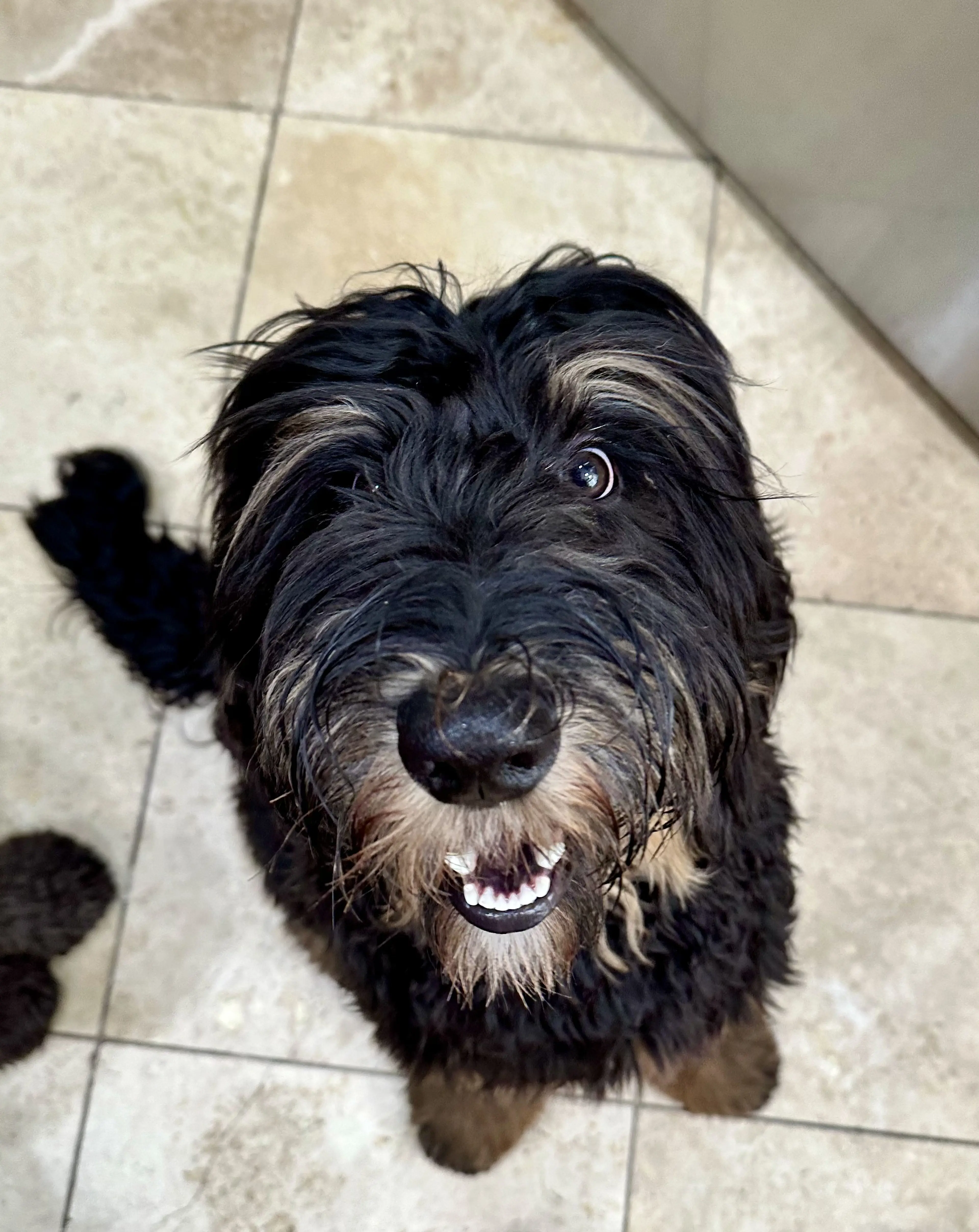 Finn, photo 3