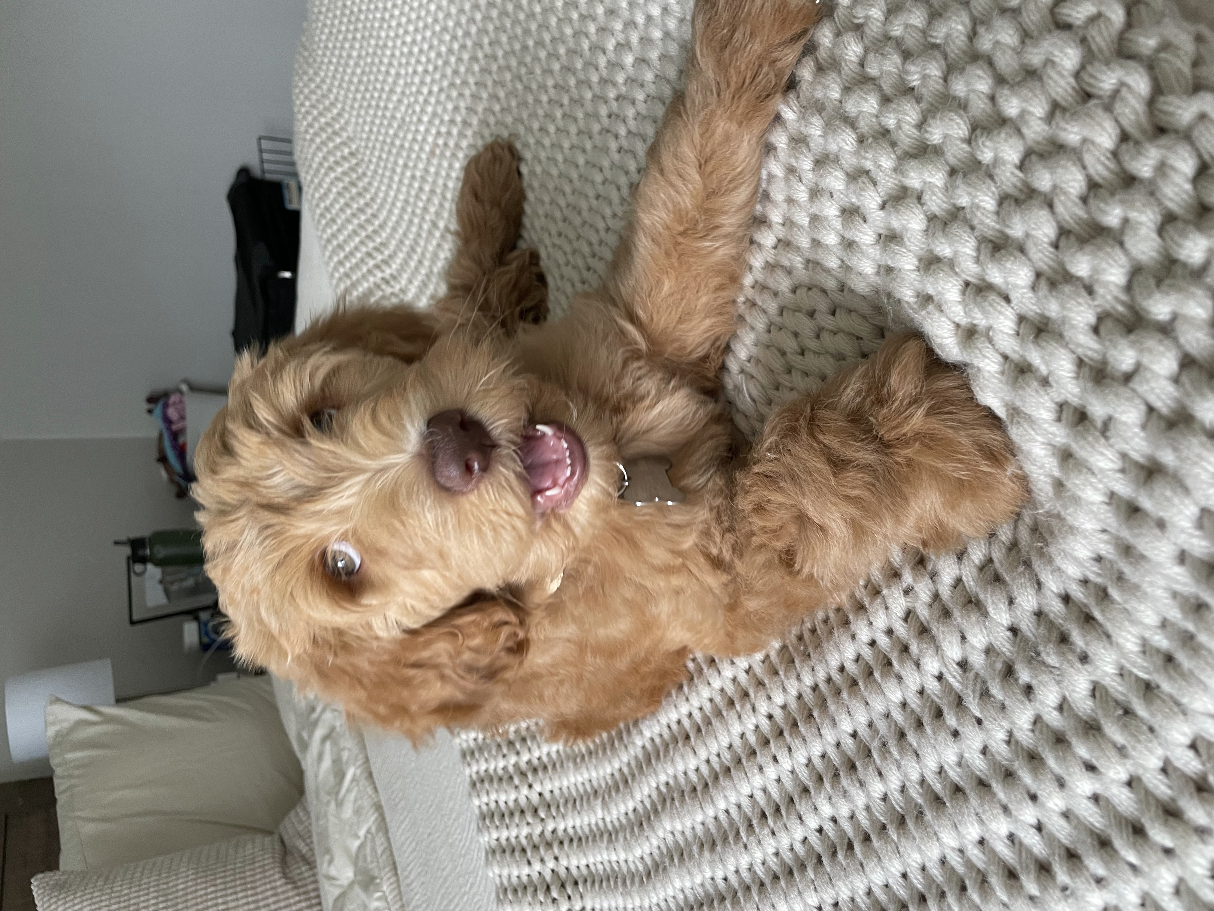 Nala, photo 10