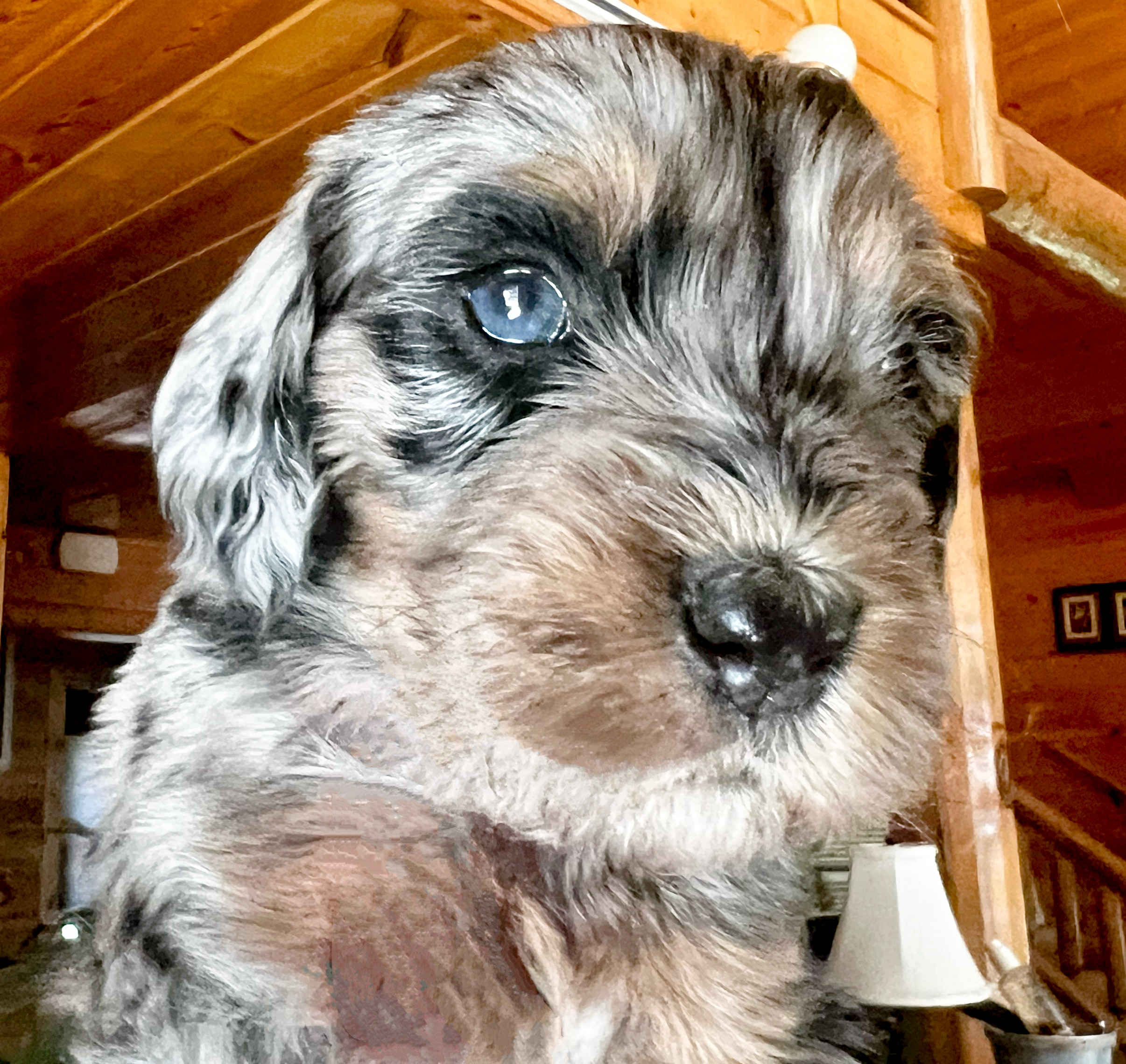Charlie, photo 7