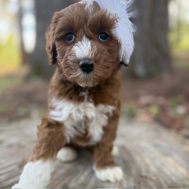 Clover