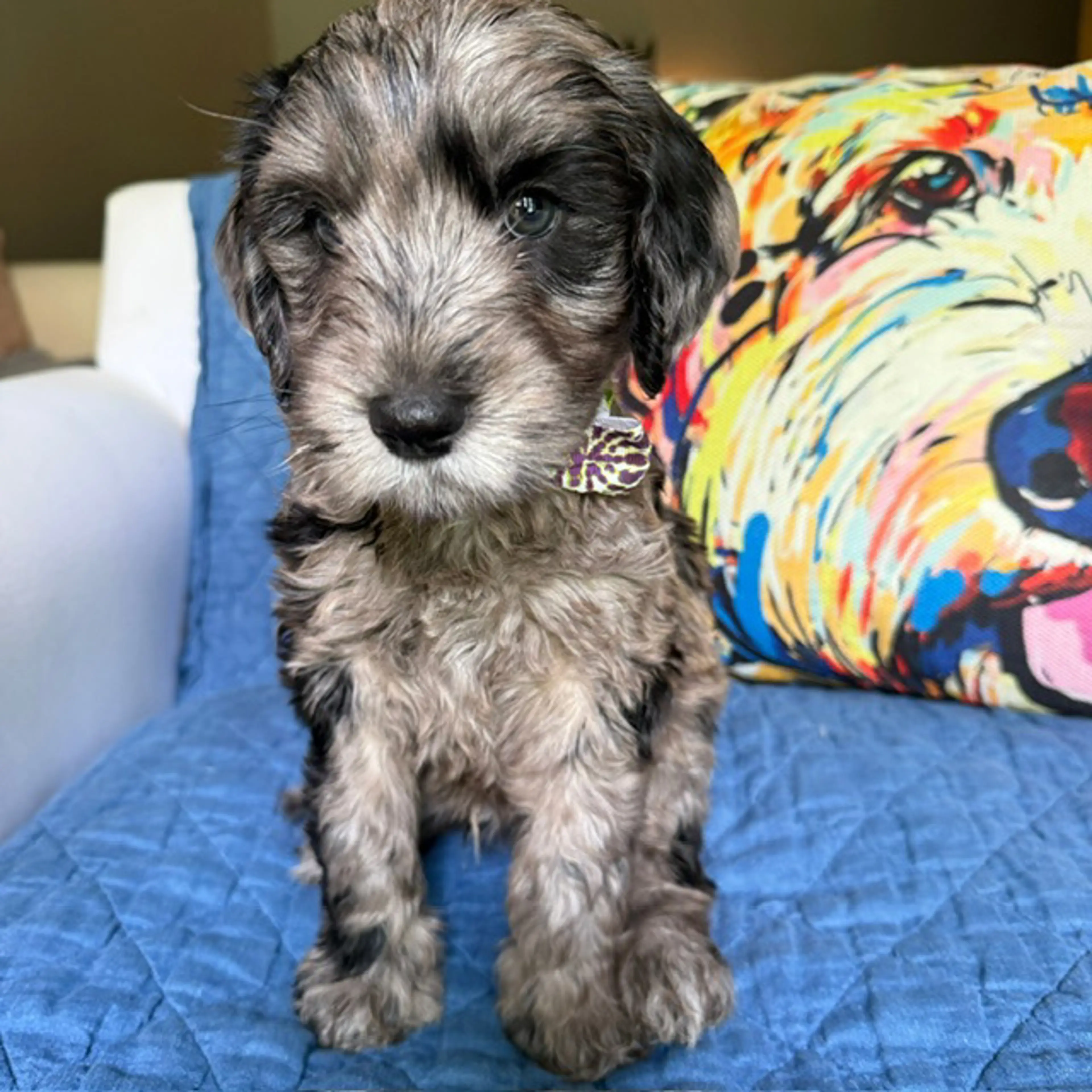 Oliver