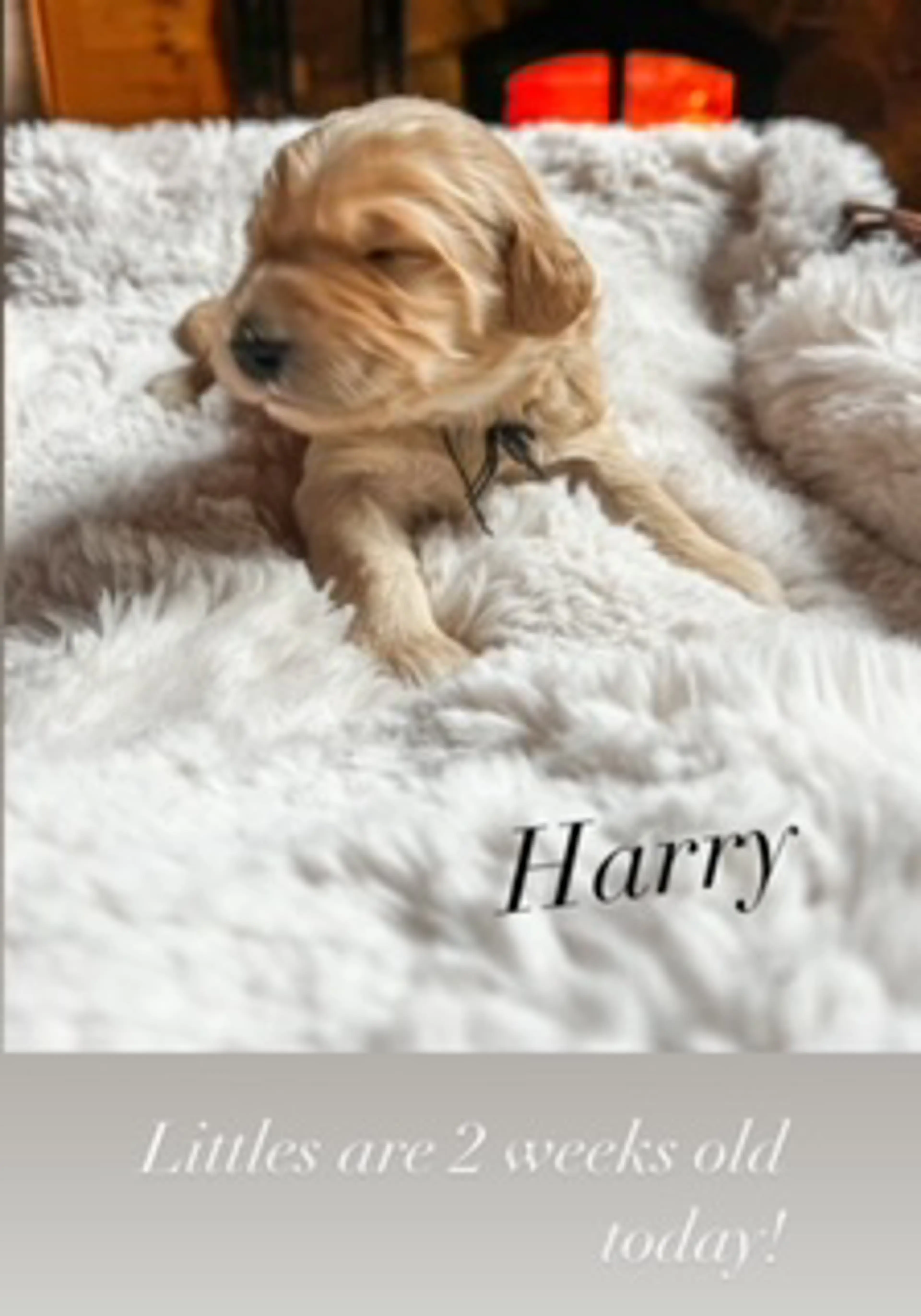 Rufus, photo 2