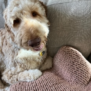 Ollie