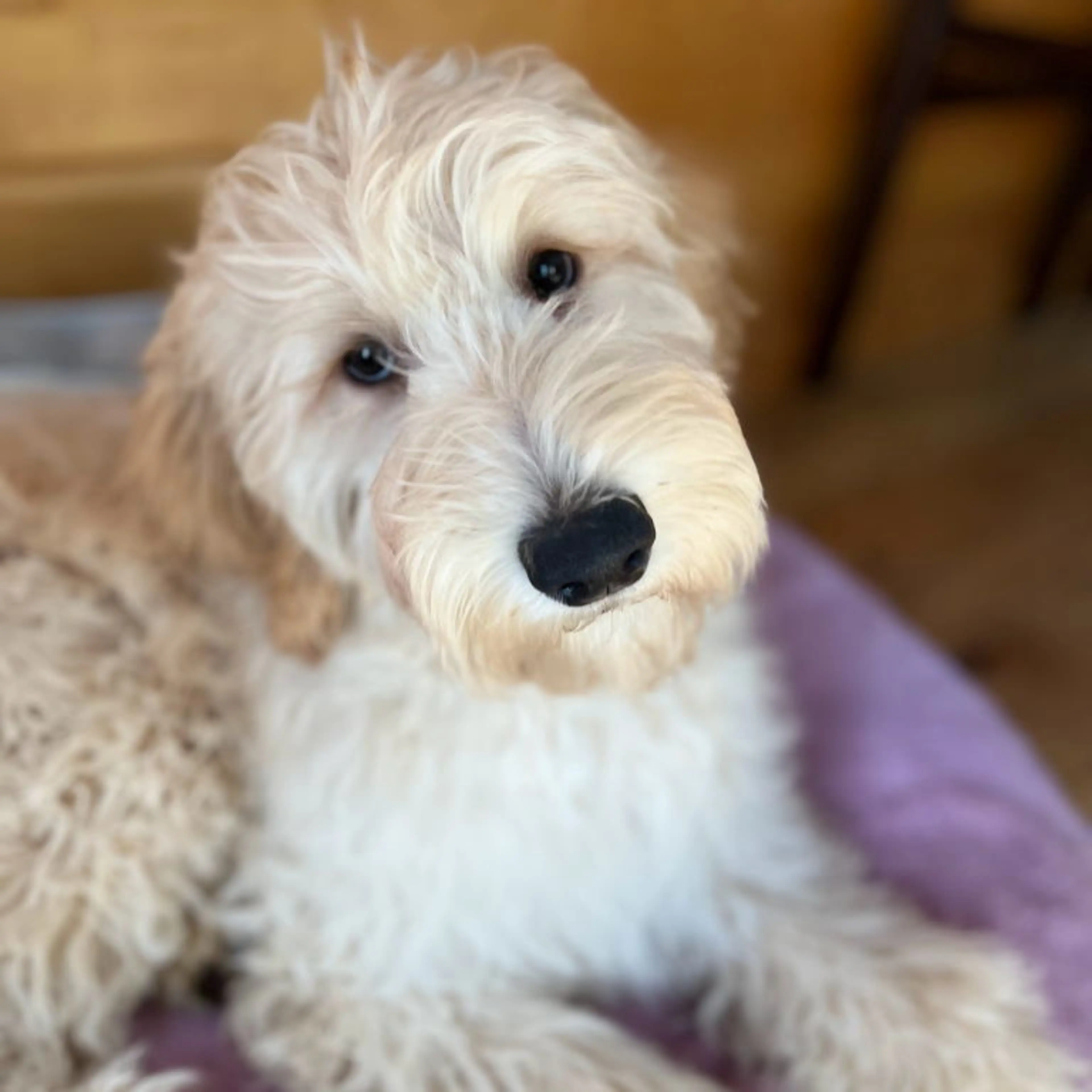 Willow, photo 5