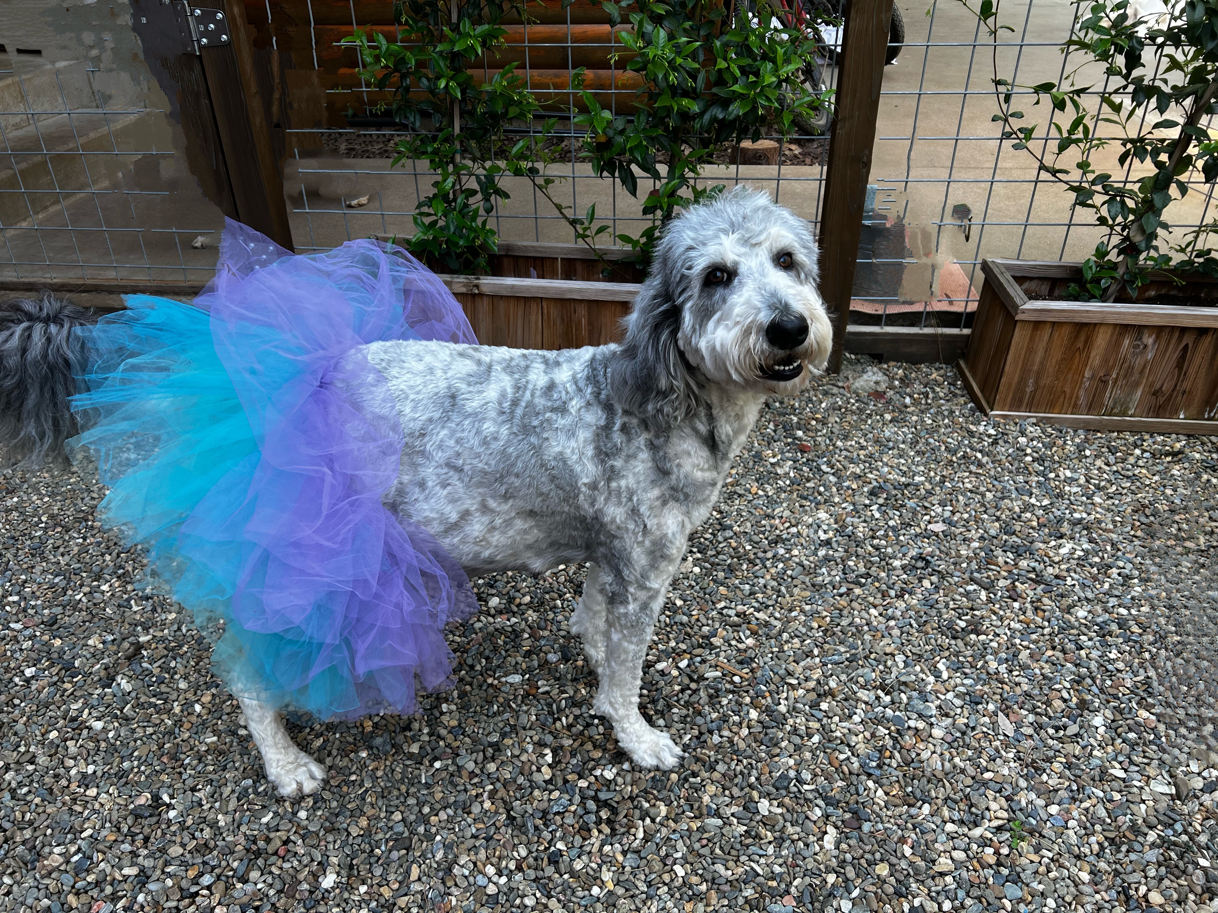 Lola, photo 6