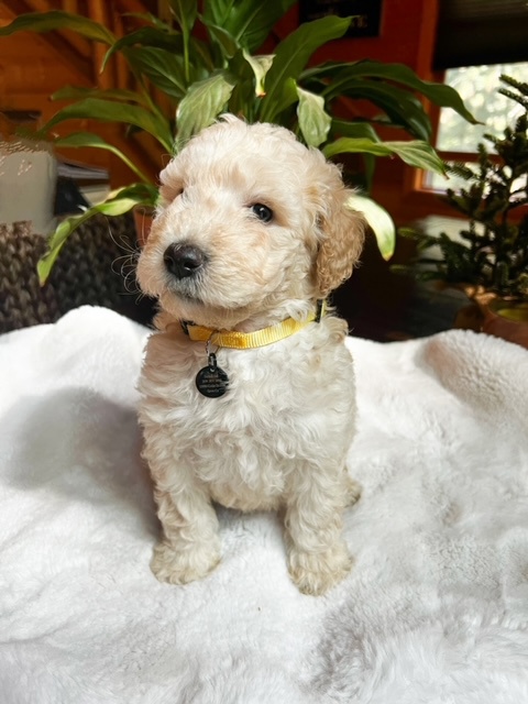 Bunny Mae, photo 5