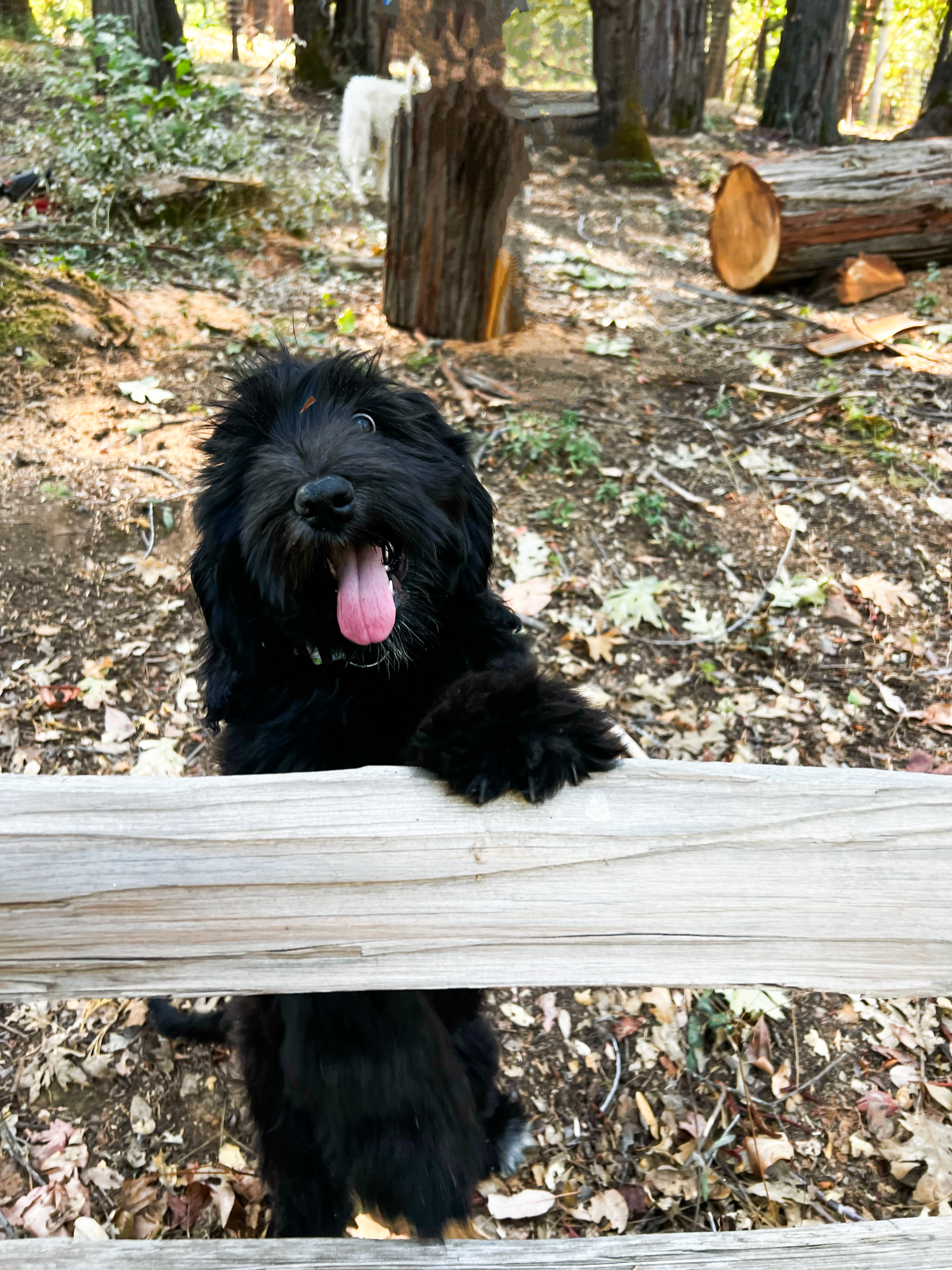 Olive, photo 4