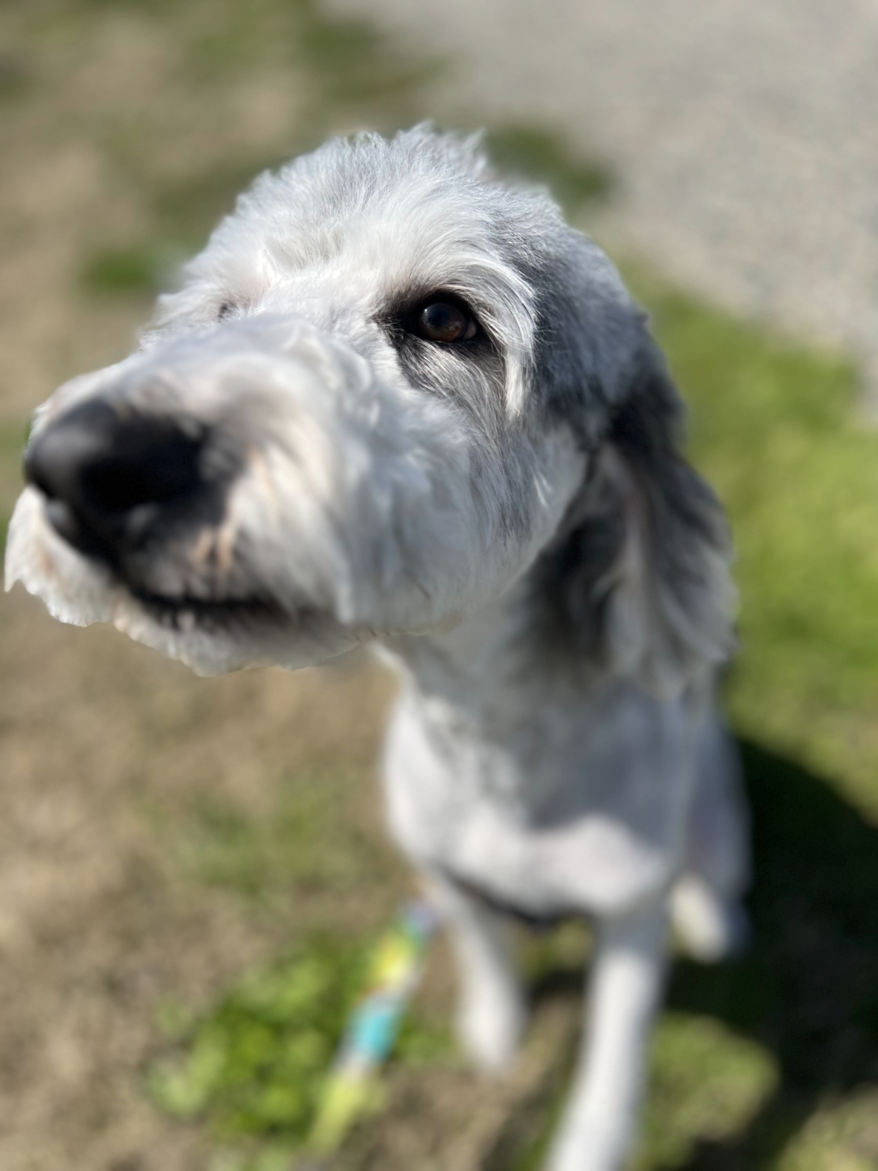 Lola, photo 15