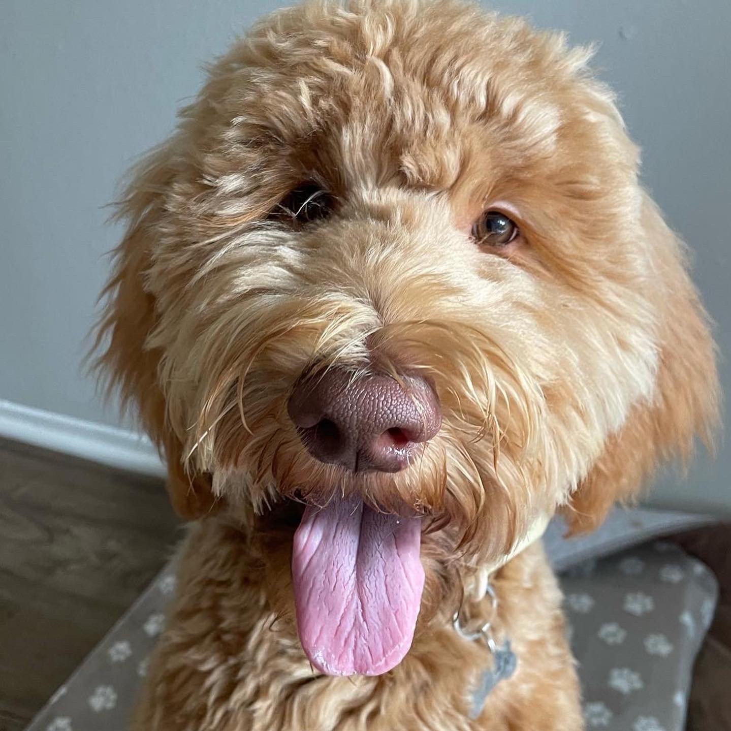 Nala
