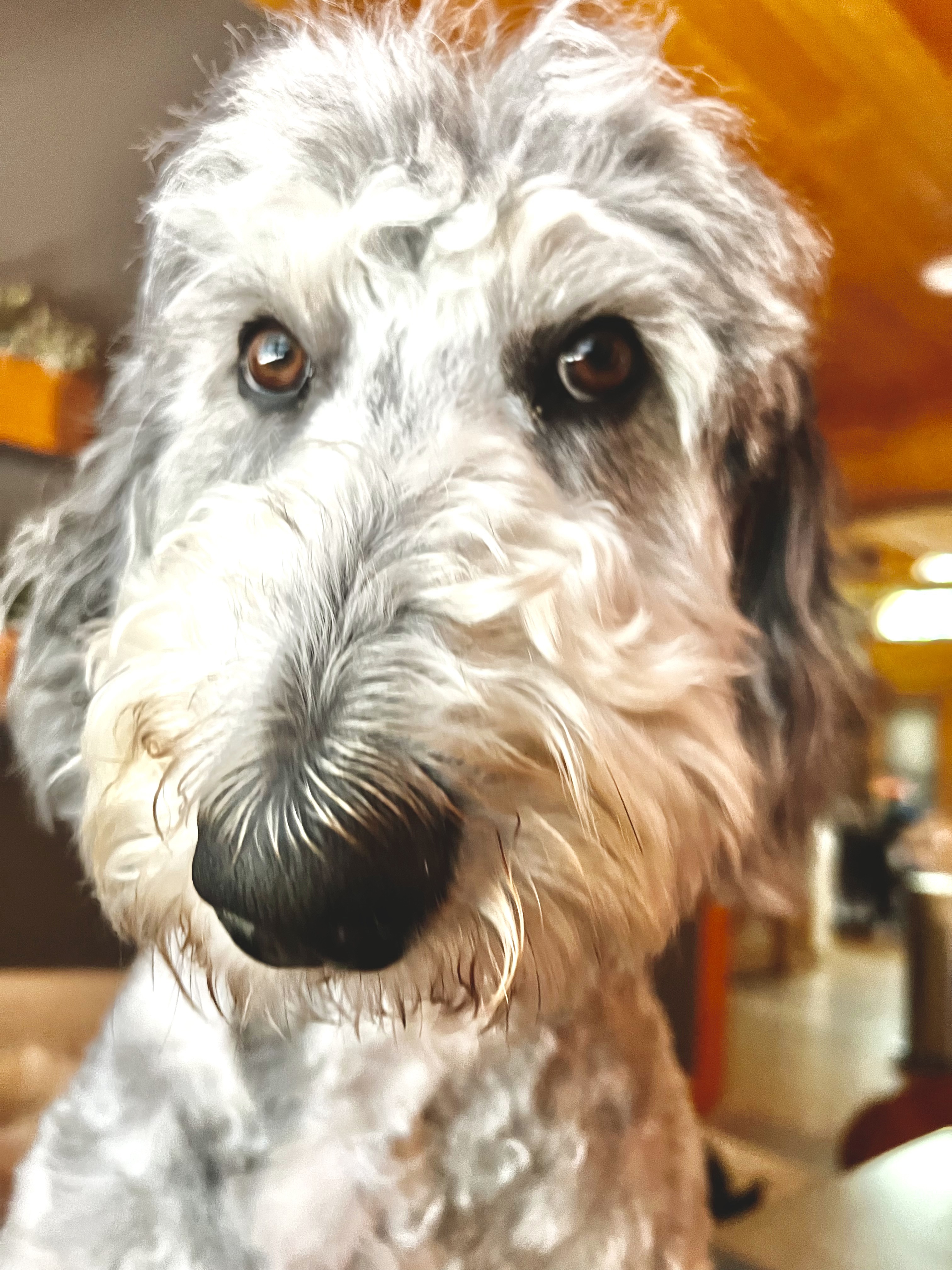 Lola, photo 4