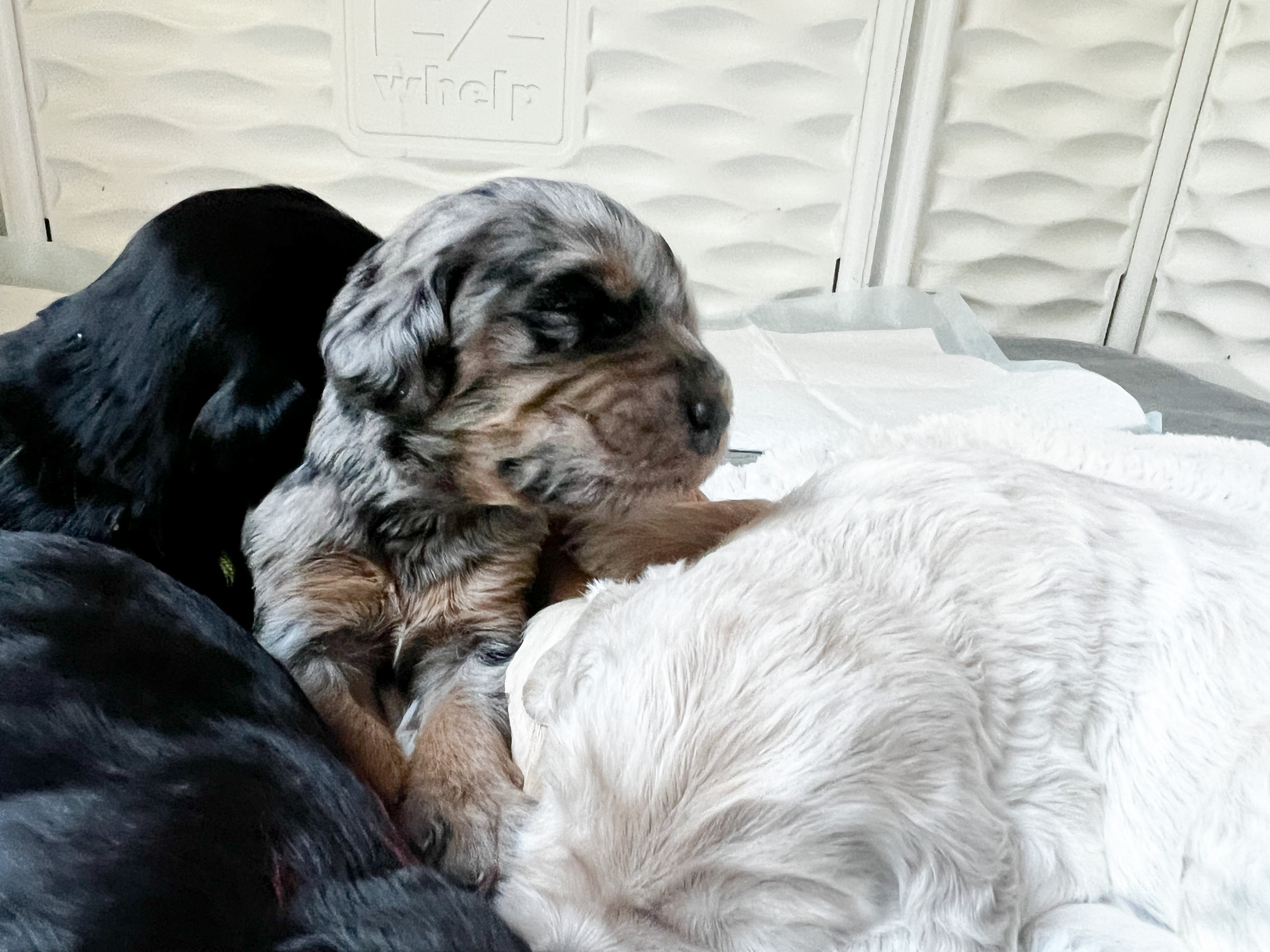 Charlie, photo 2