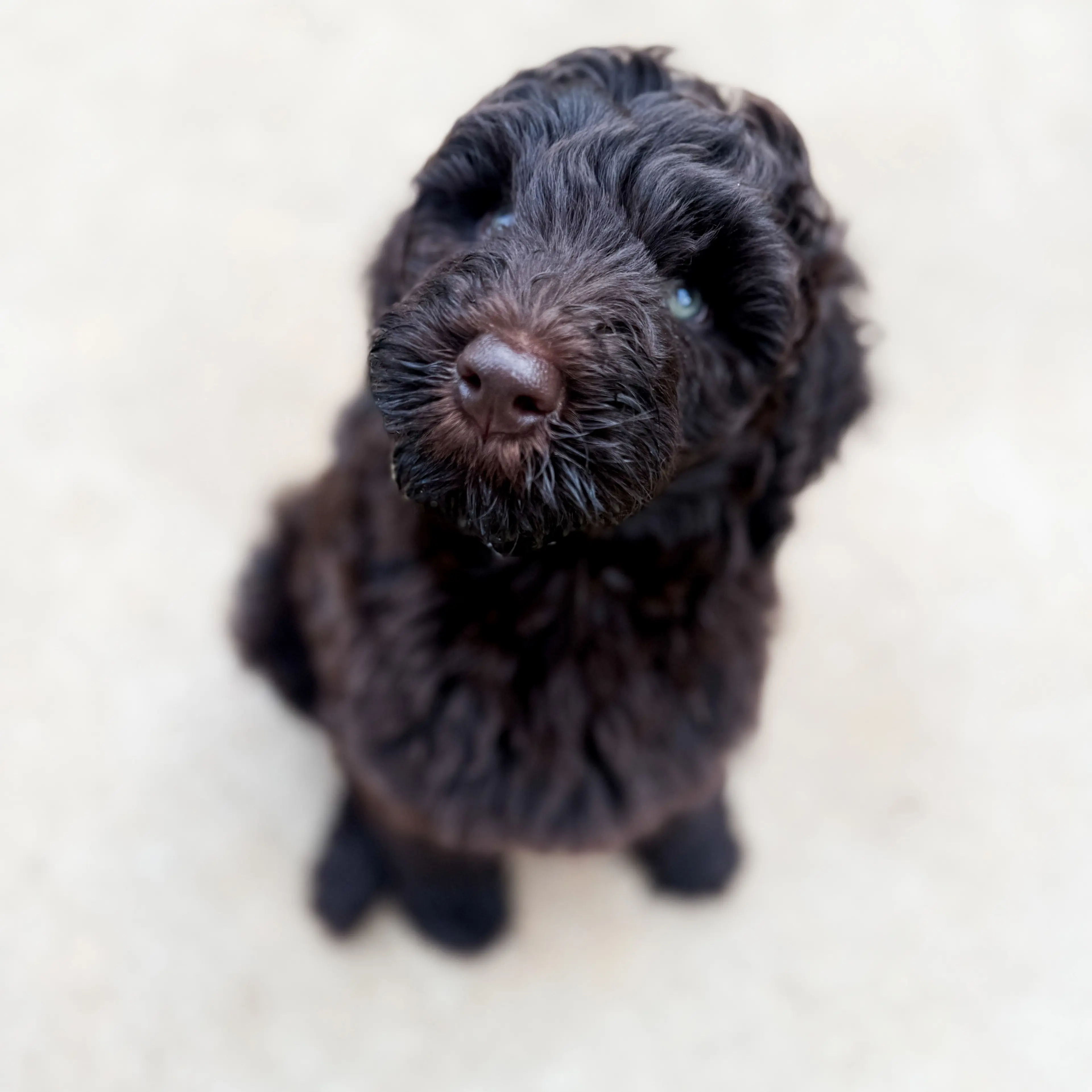 Sir Bison, photo 9