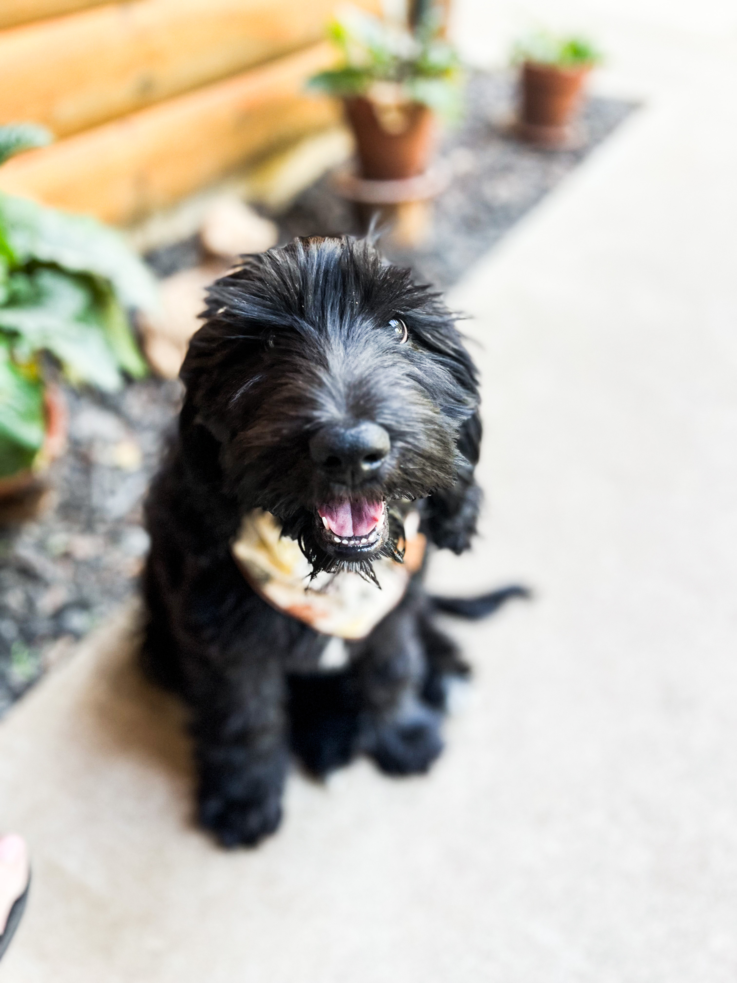 Olive, photo 11