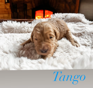 Tango, photo 2