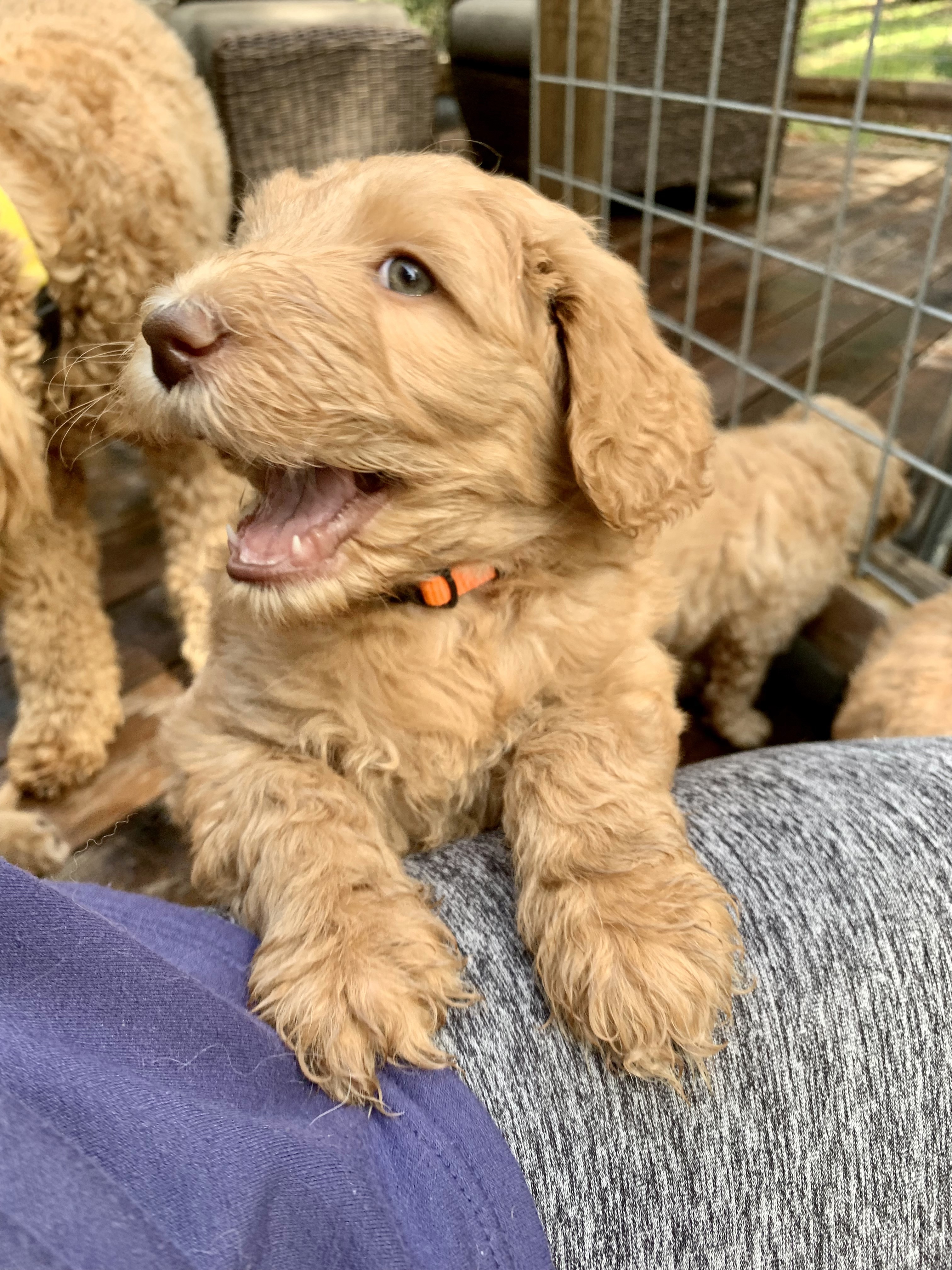 Nala, photo 6