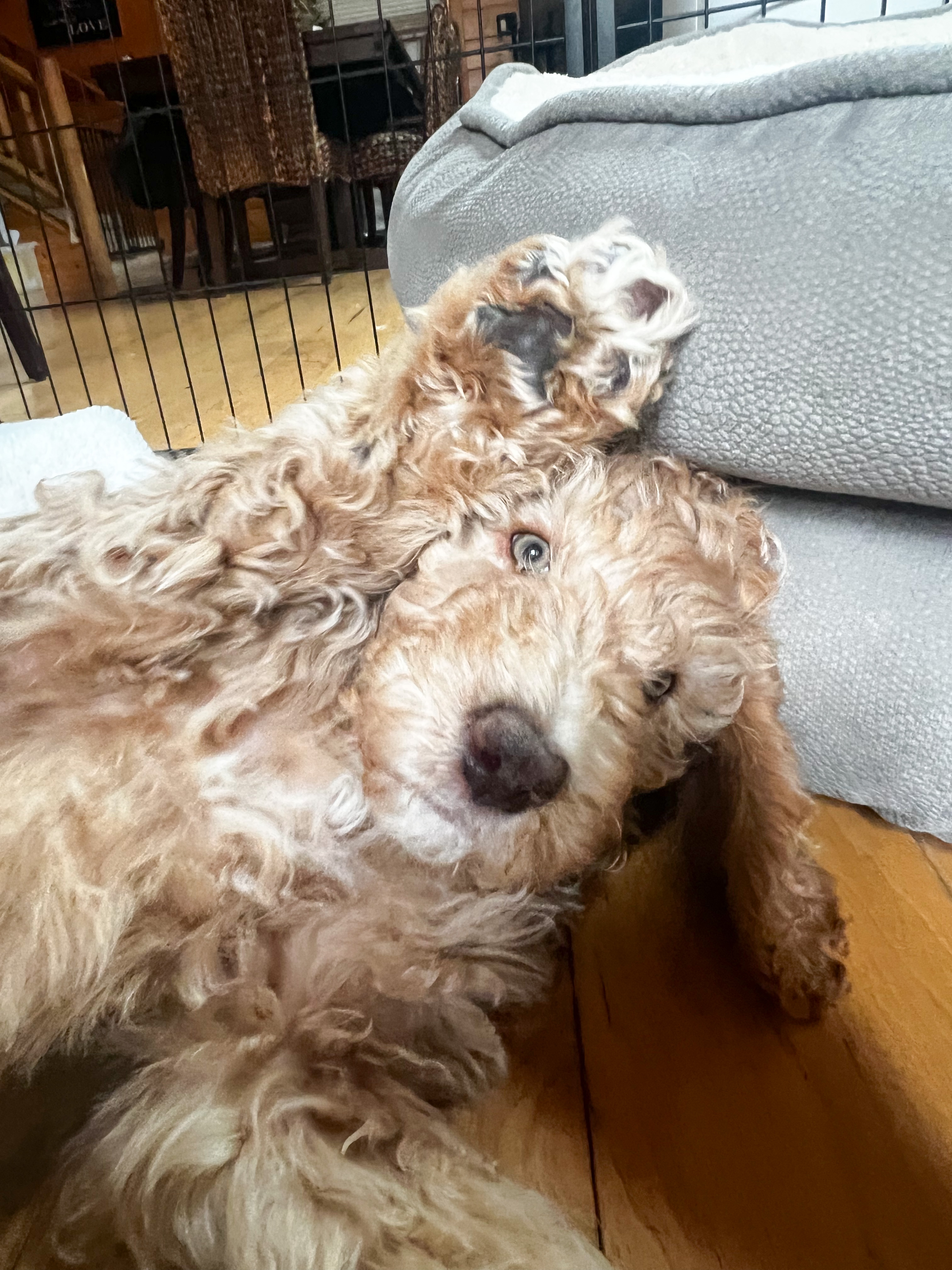 Penny, photo 10