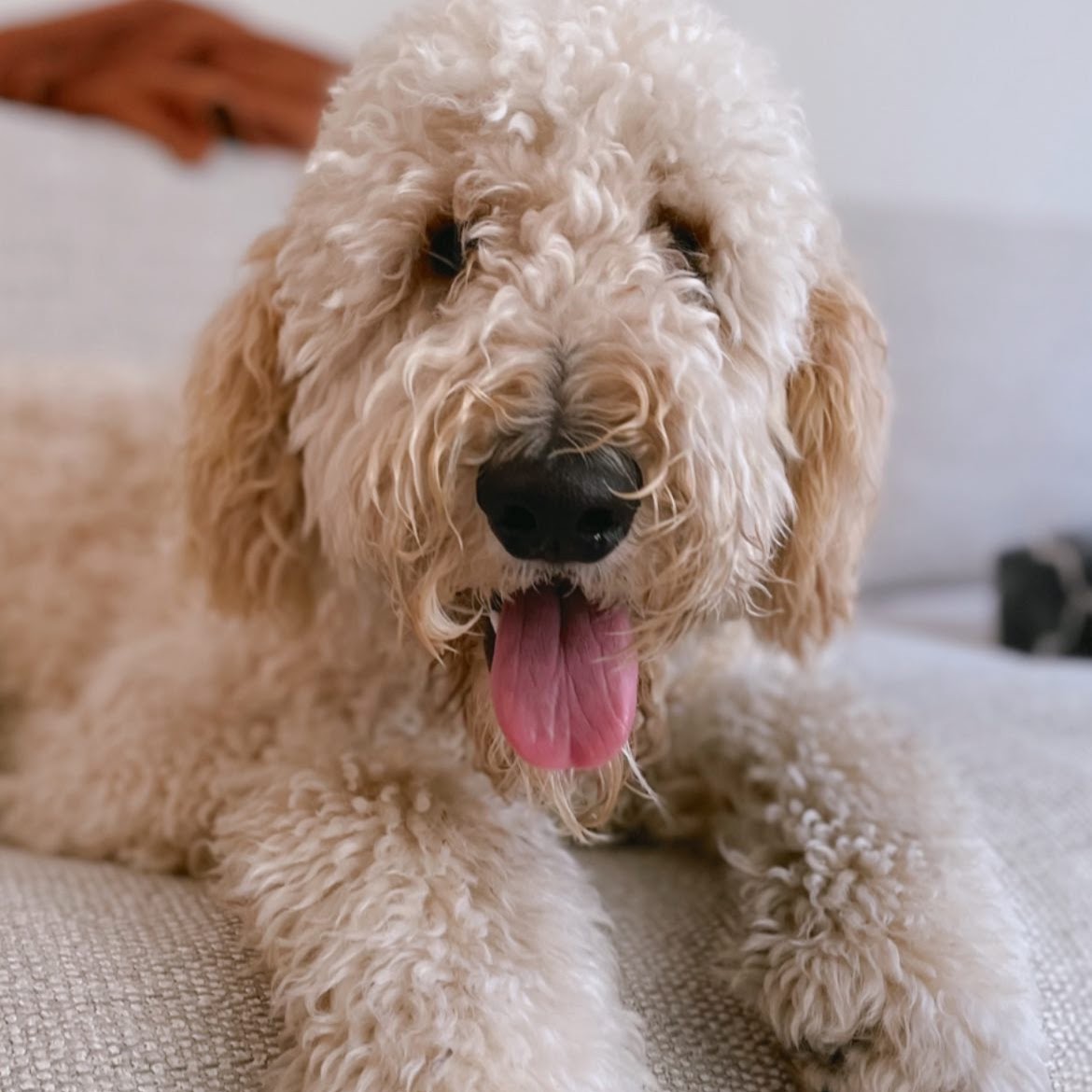 Ollie