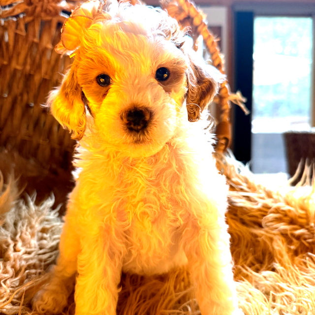 Kaia, photo 4