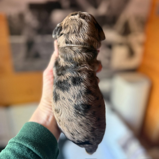 Kumo, photo 2