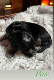 Kirby, photo 2