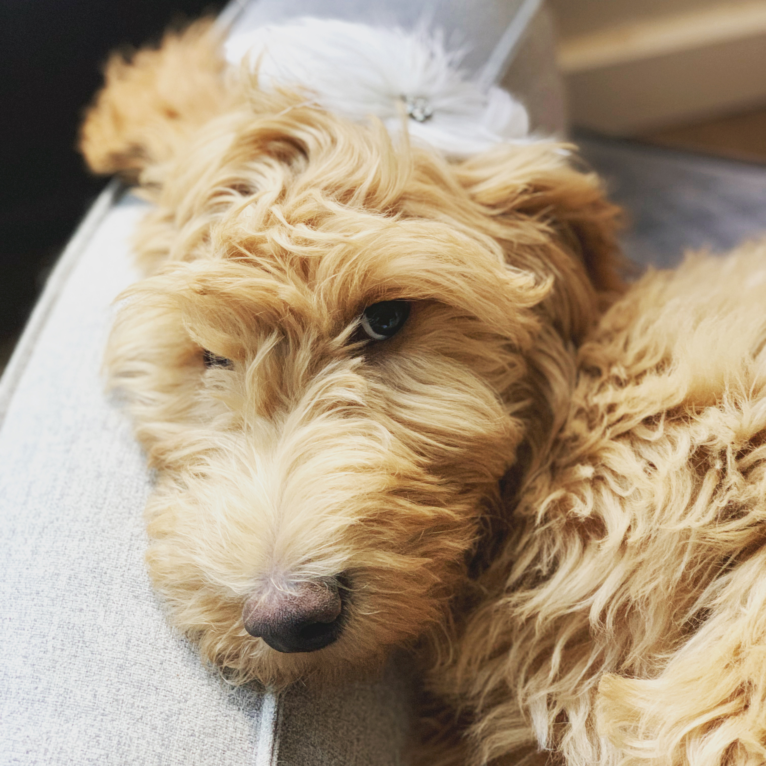 Rowan, photo 36