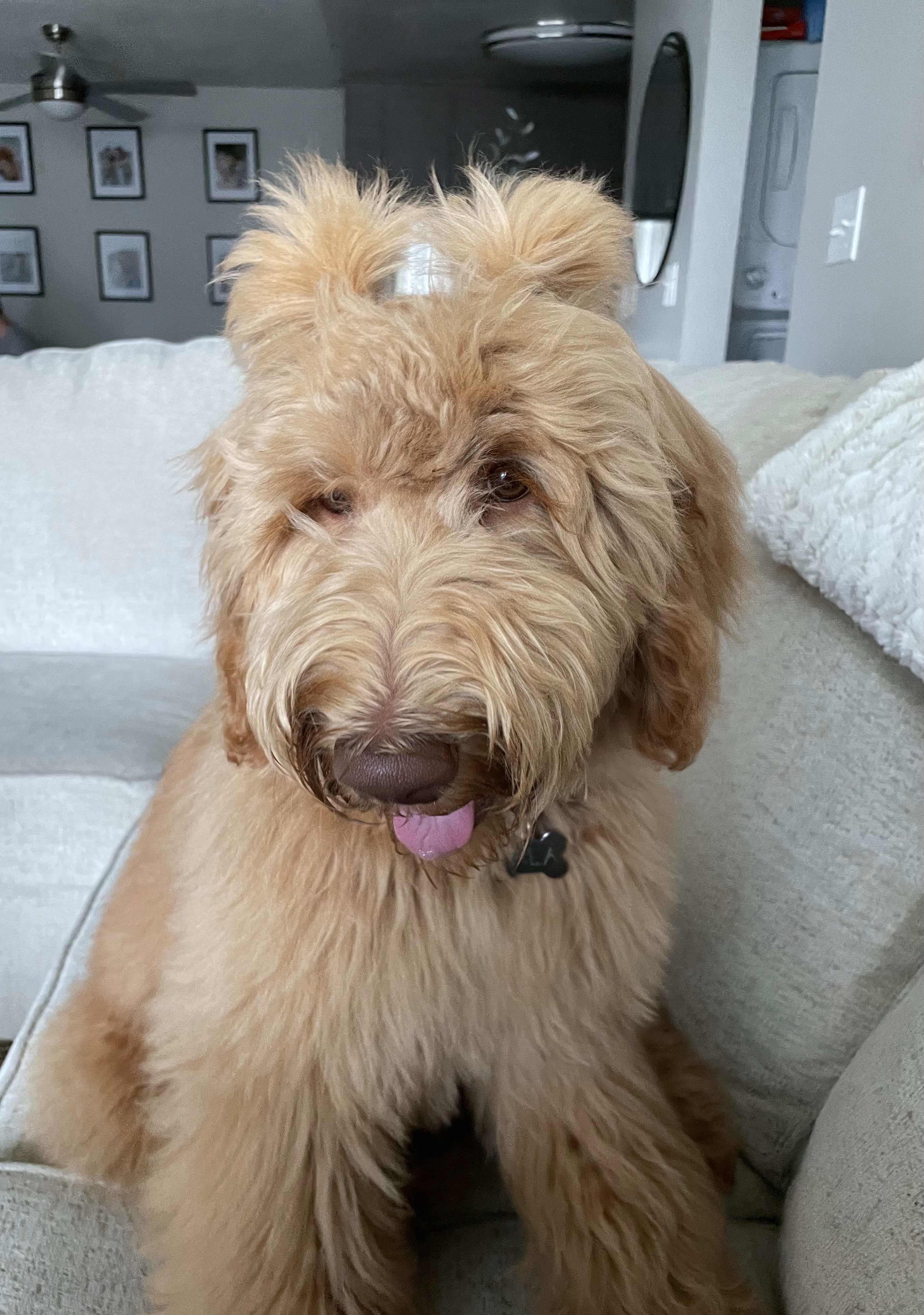 Nala, photo 5