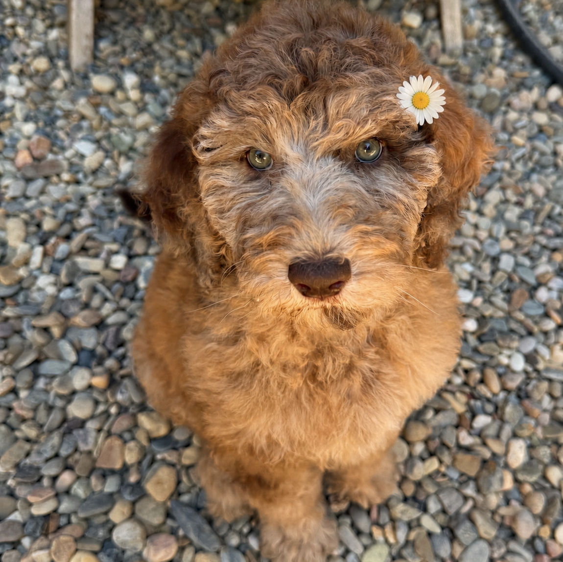 Daisy