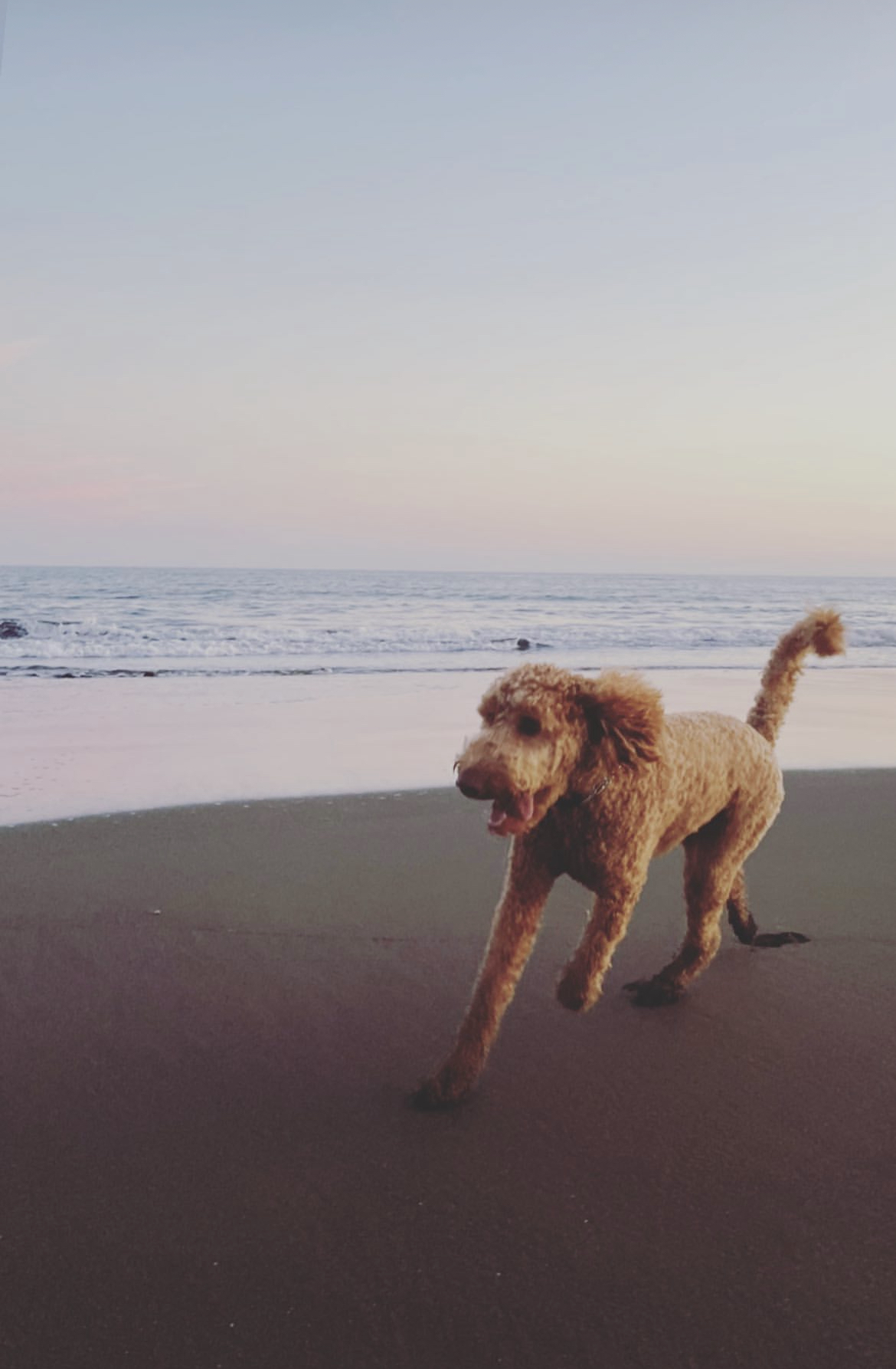 Ollie, photo 6