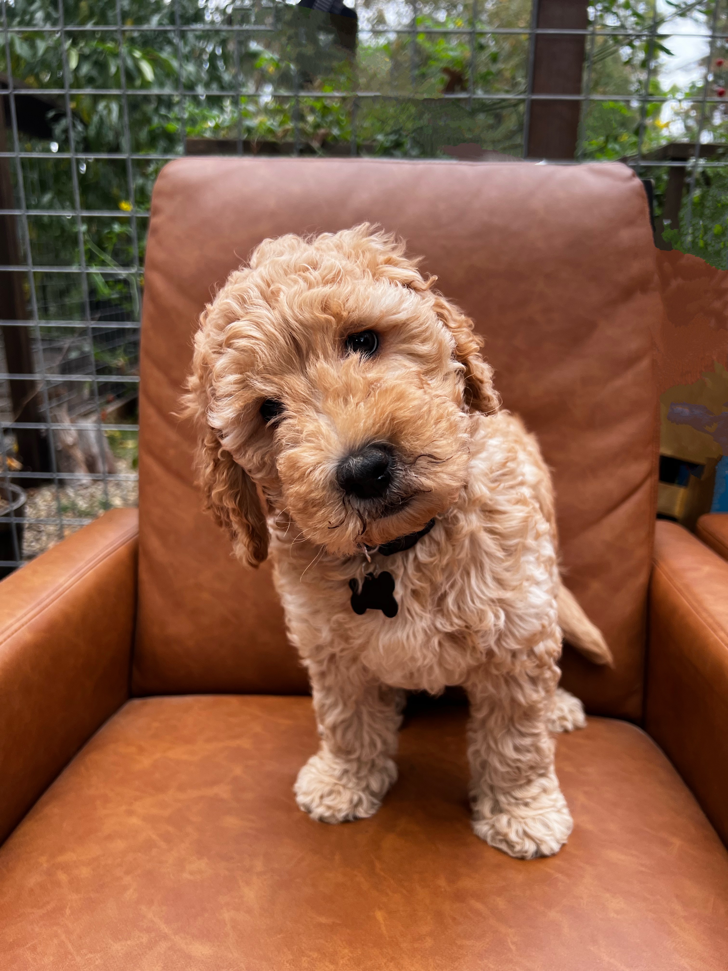 Millie, photo 3