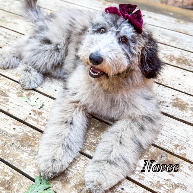 Navee