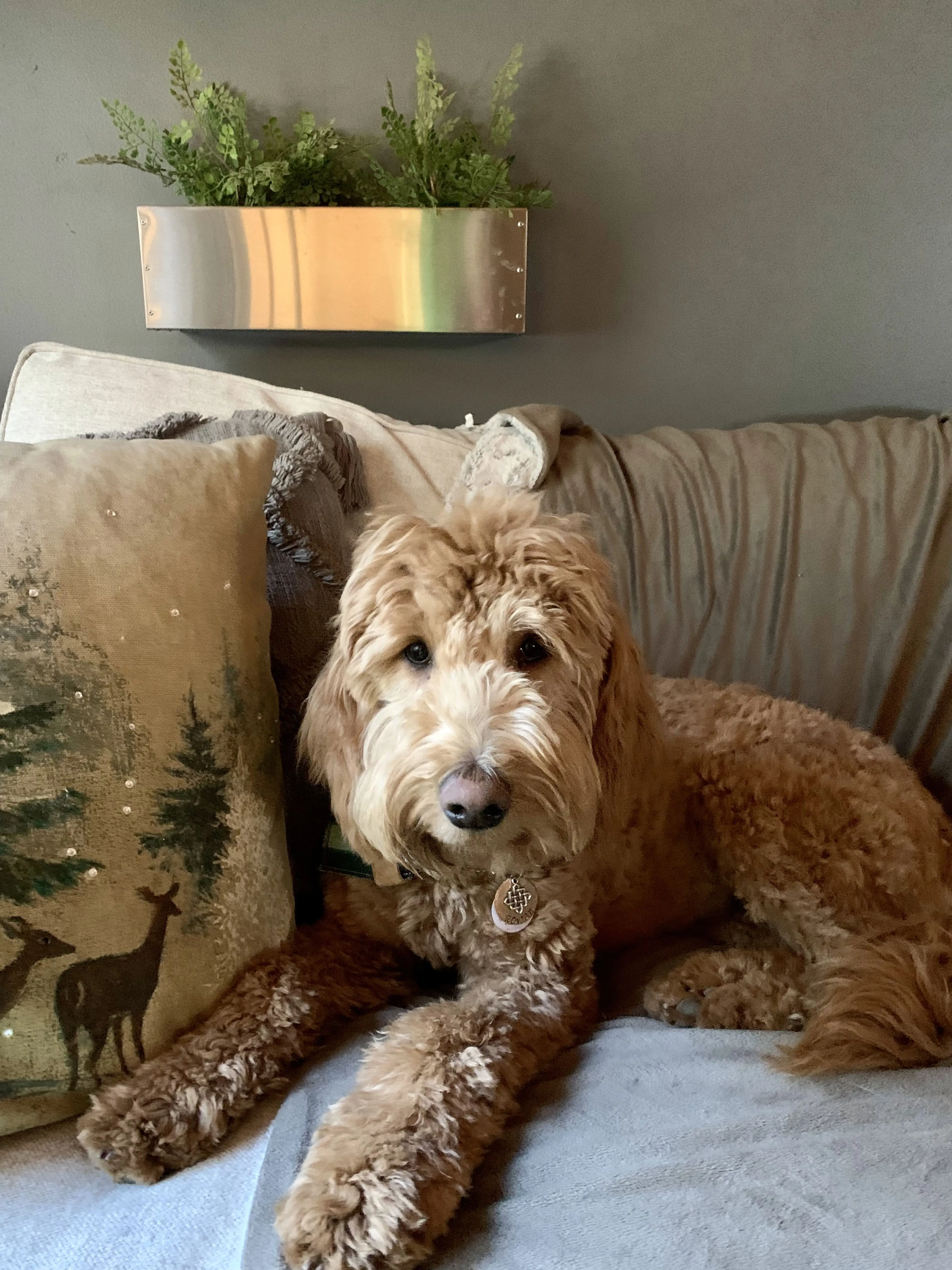 Rowan, photo 19