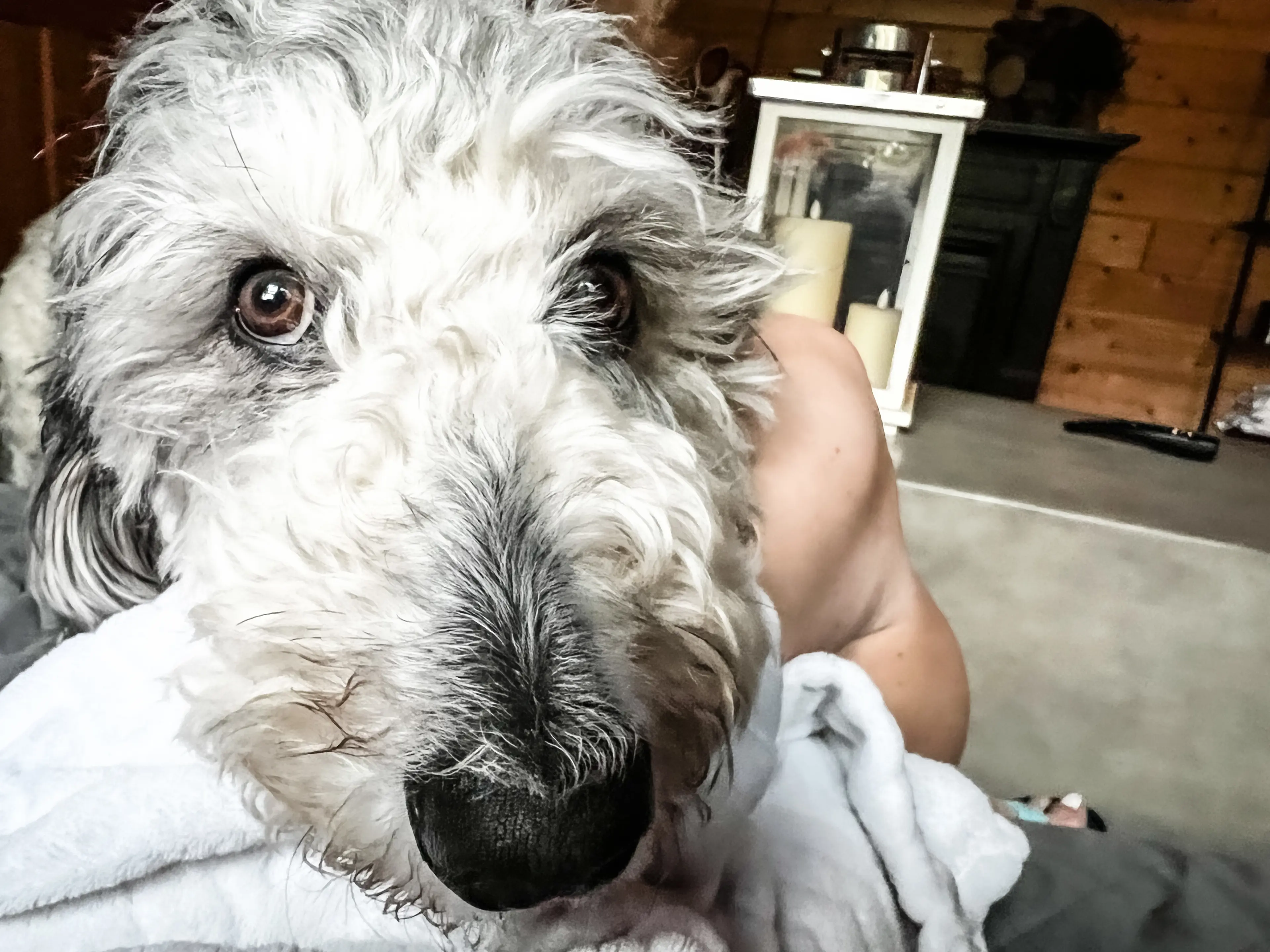 Lola, photo 9