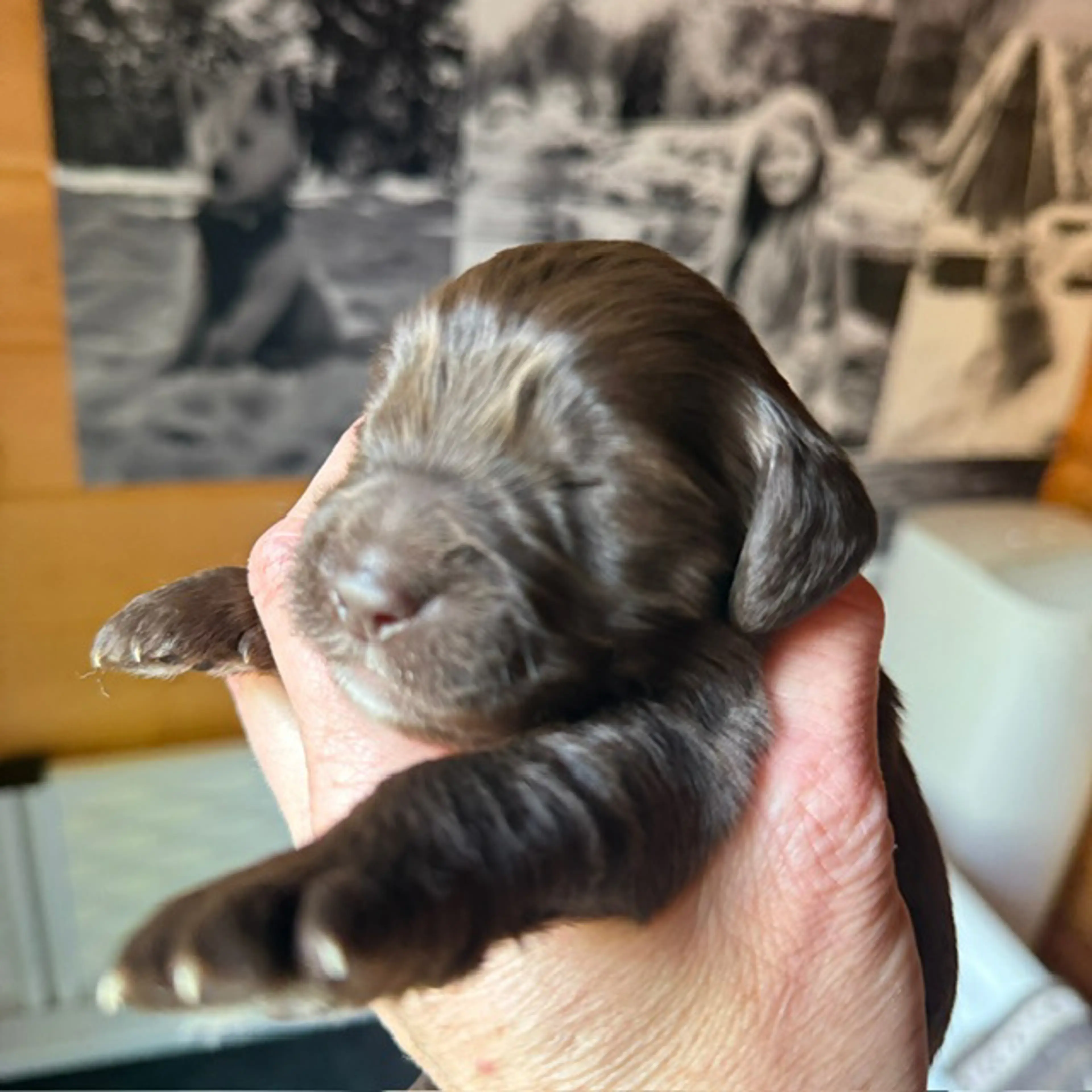 Benny, photo 2