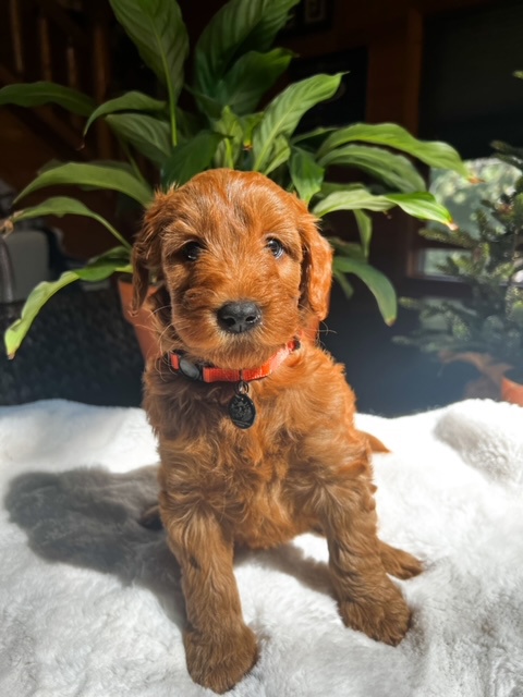Piper, photo 3