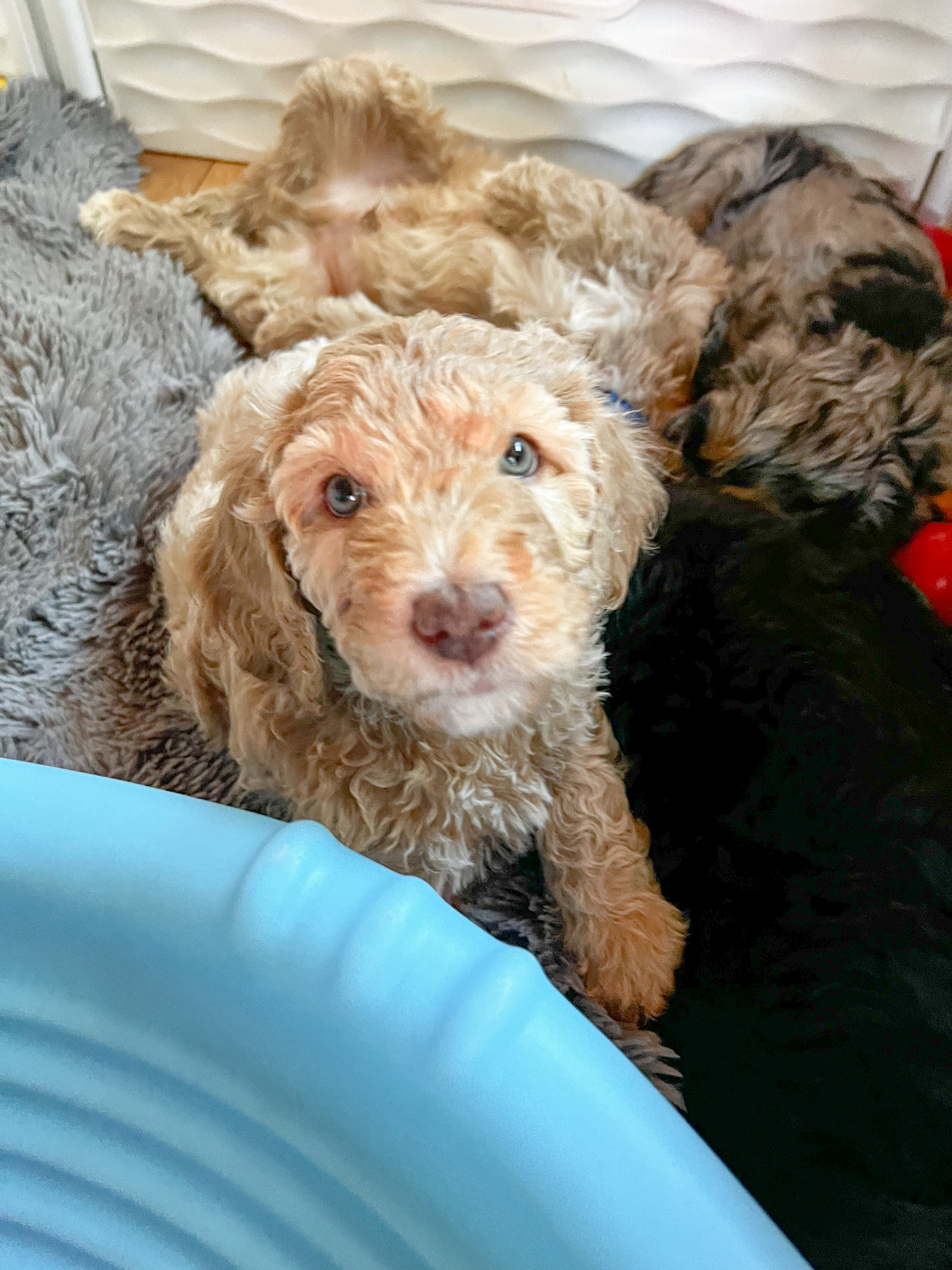 Penny, photo 7
