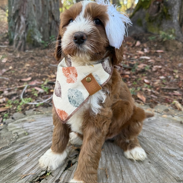 Lulu