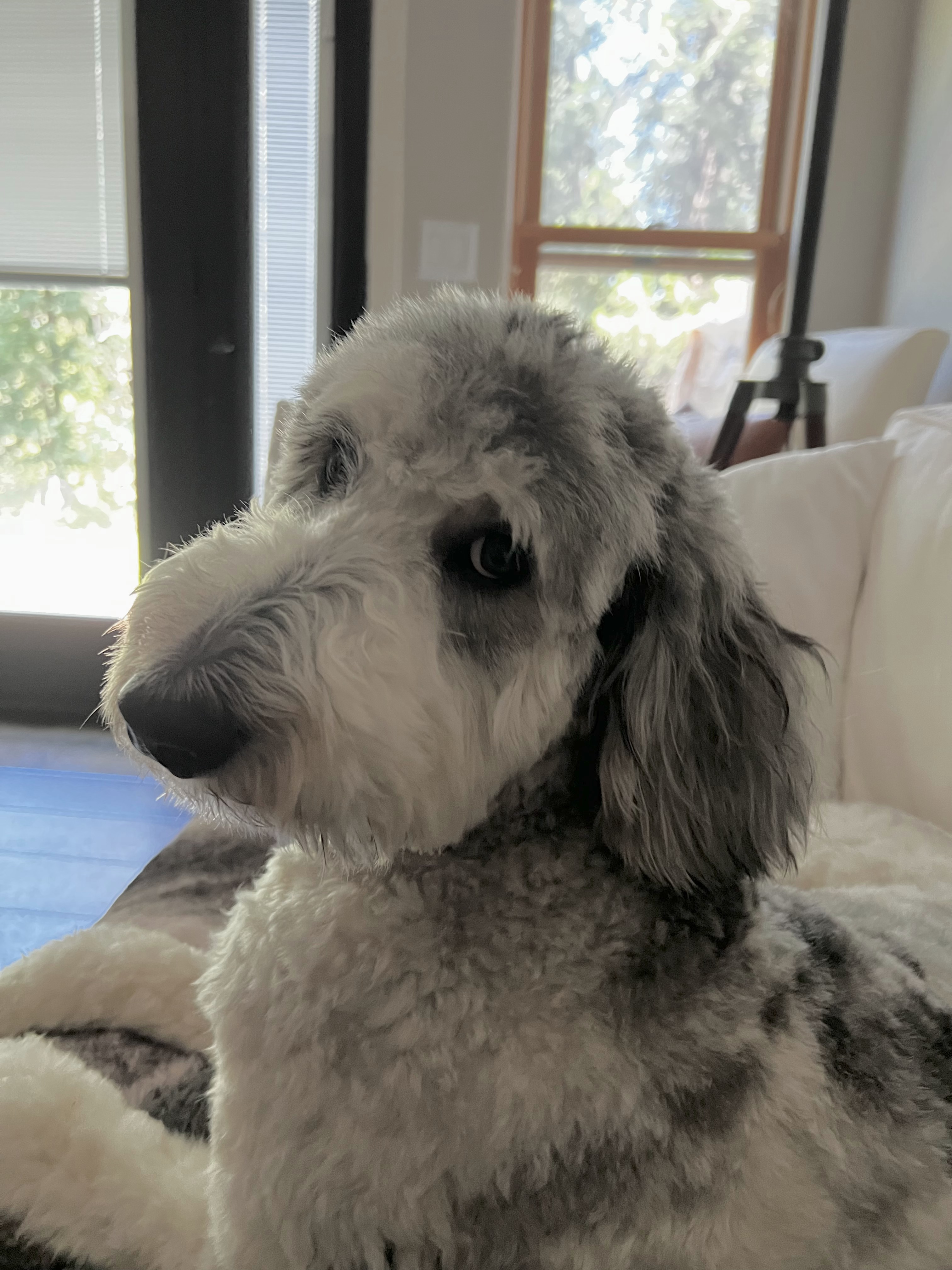 Lola, photo 19