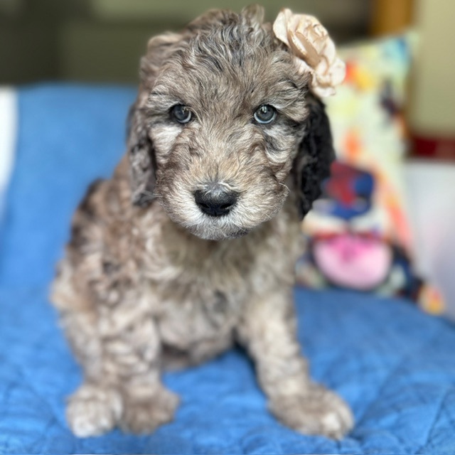 Navee, photo 3