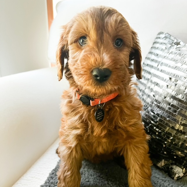 Piper, photo 2